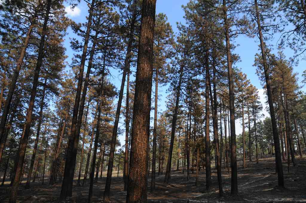 El Caso Throwdown Campground