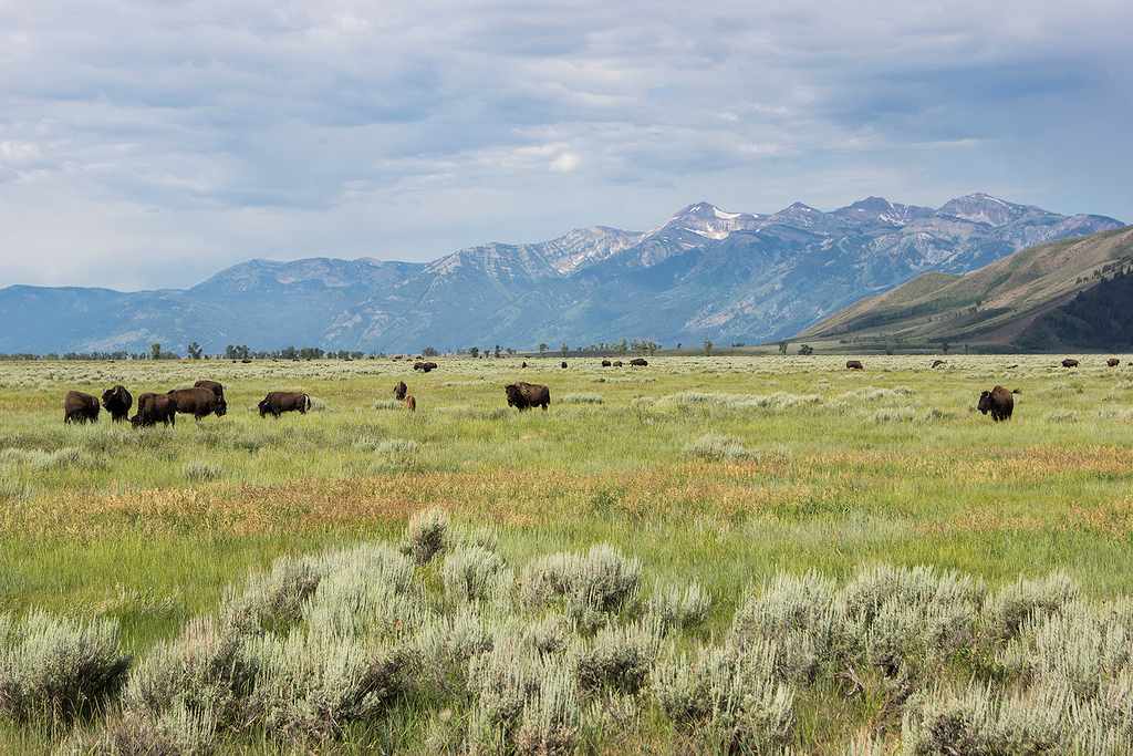 Bridger National Forest