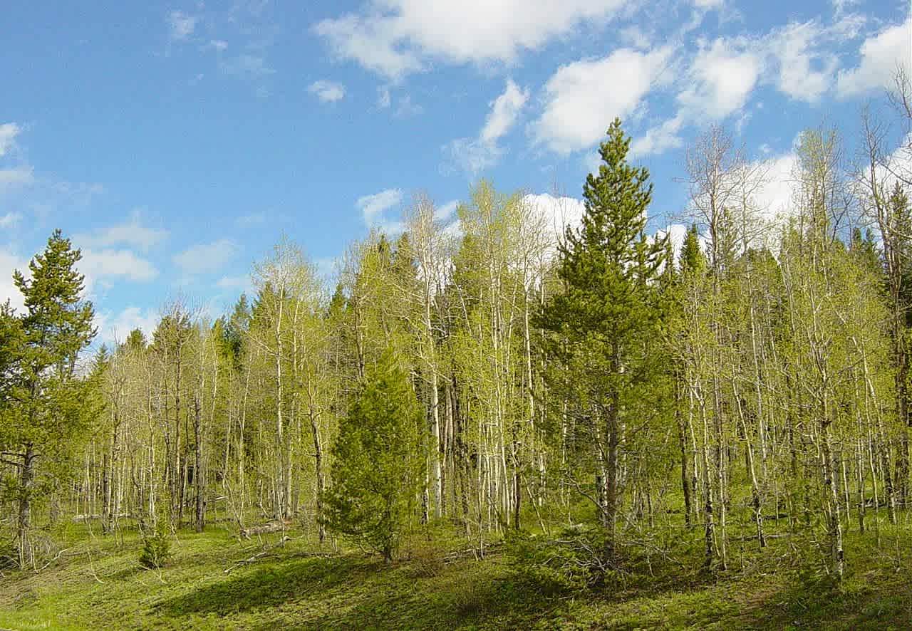 Threemile Campground