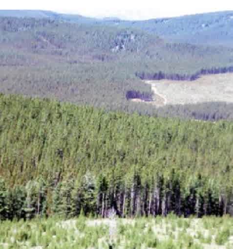 Antone Cabin
