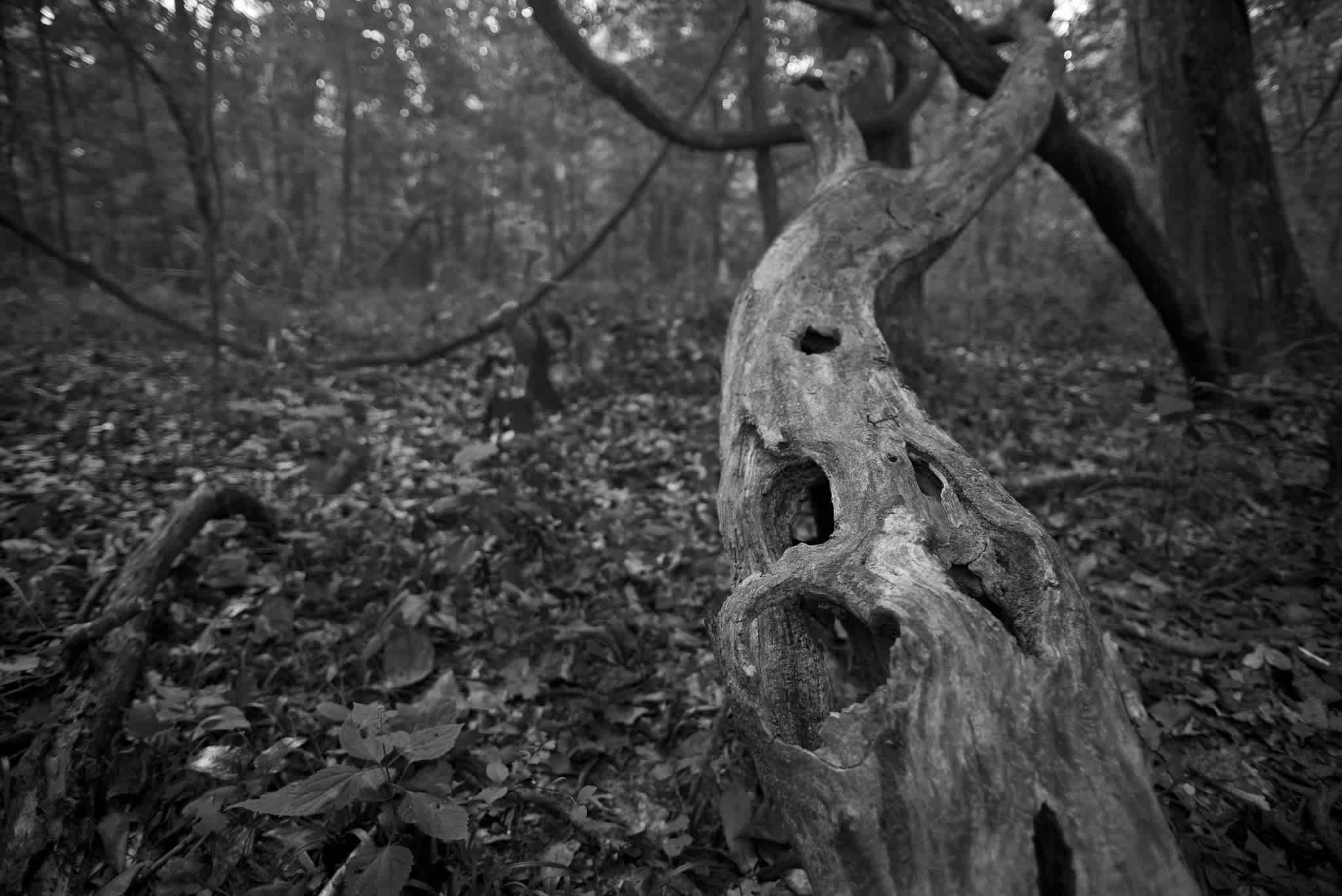 Chattahoochee Bend State Park Campground