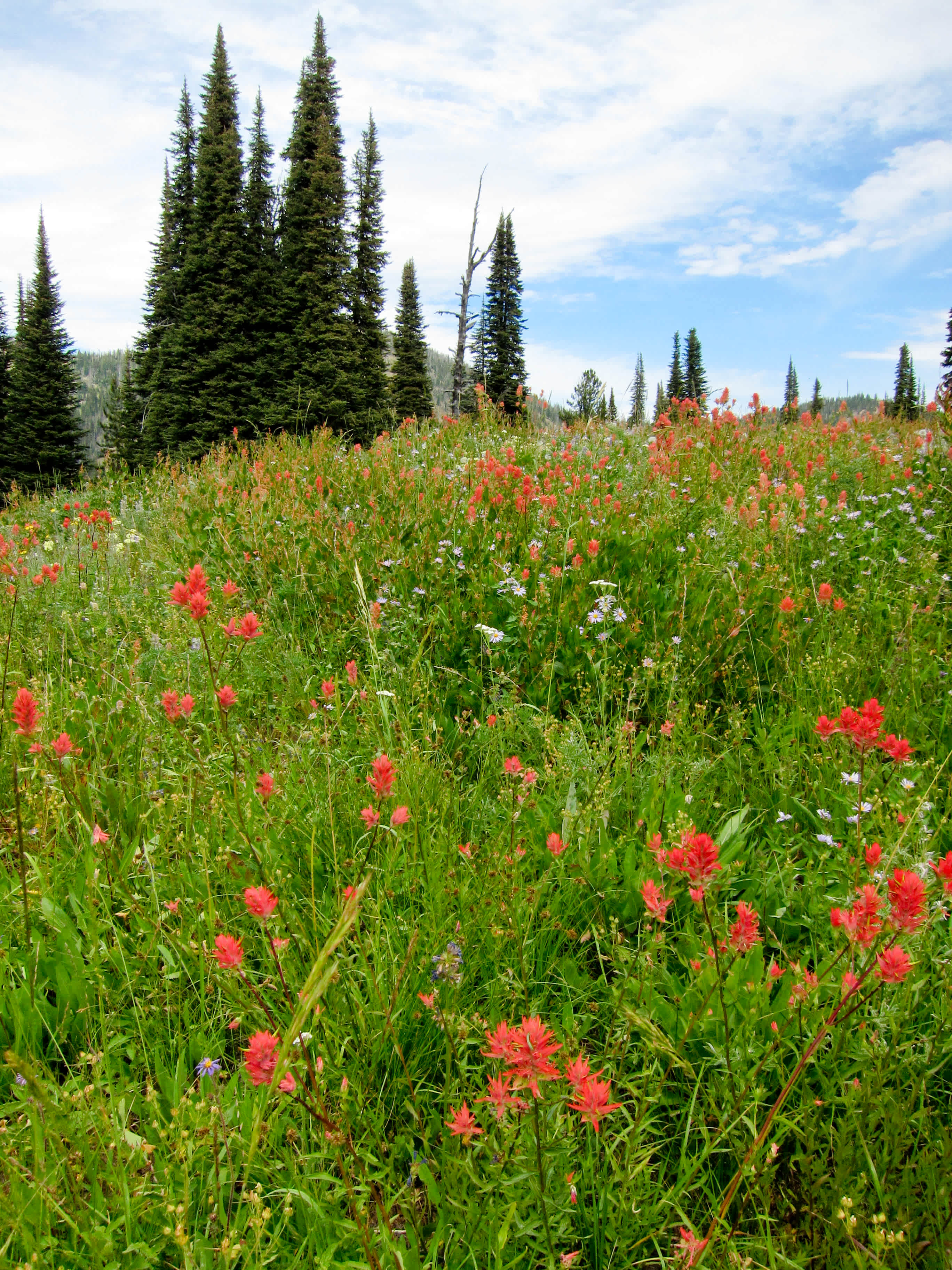 Payette National Forest