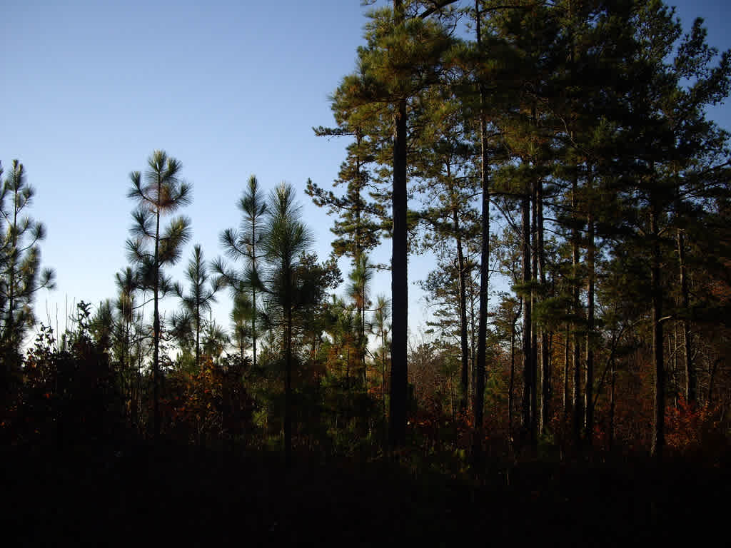 Big Oak Physically Disabled Hunting Camp