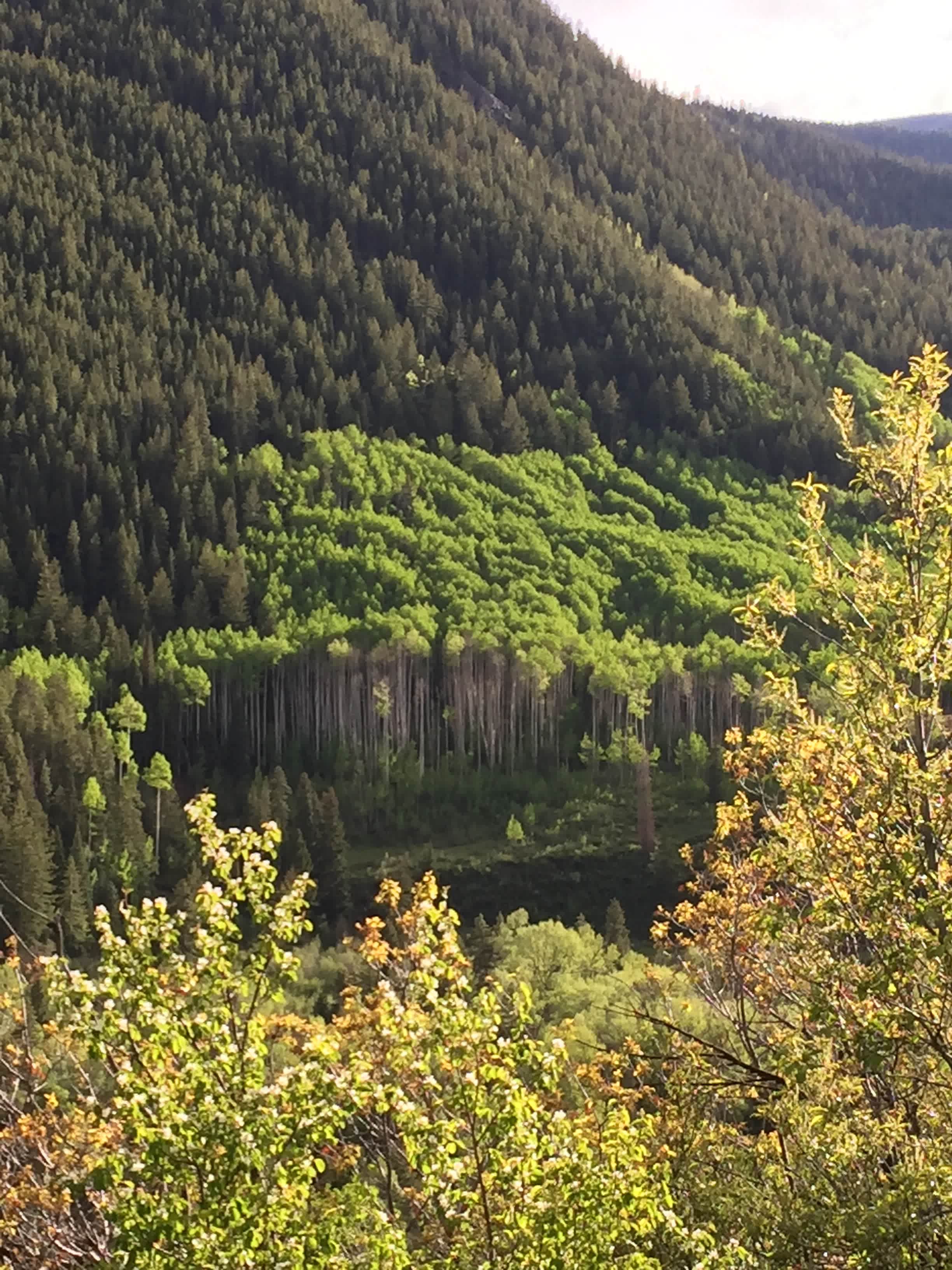 Blue River Campground in White River National Forest, Colorado: Reviews ...