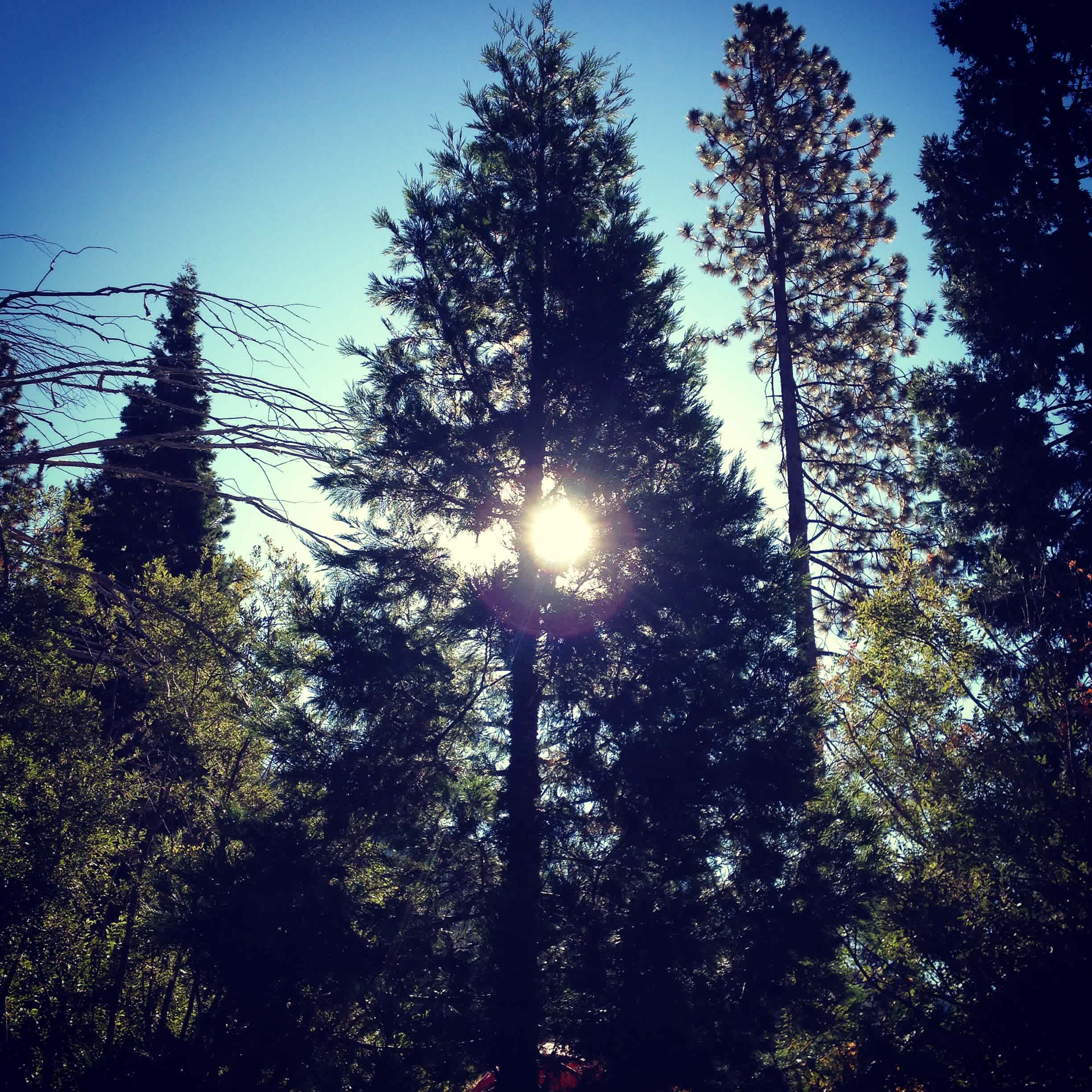 More Sun Tree