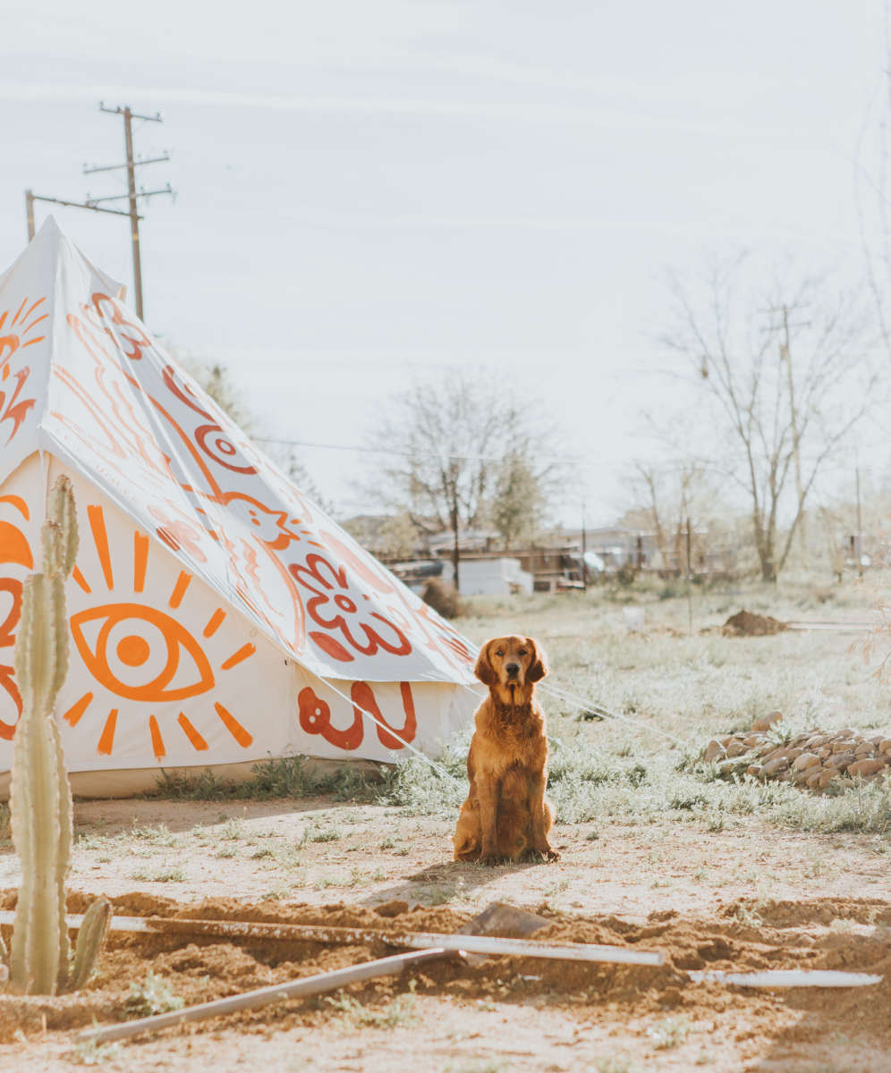 Desert pup: Hercules.