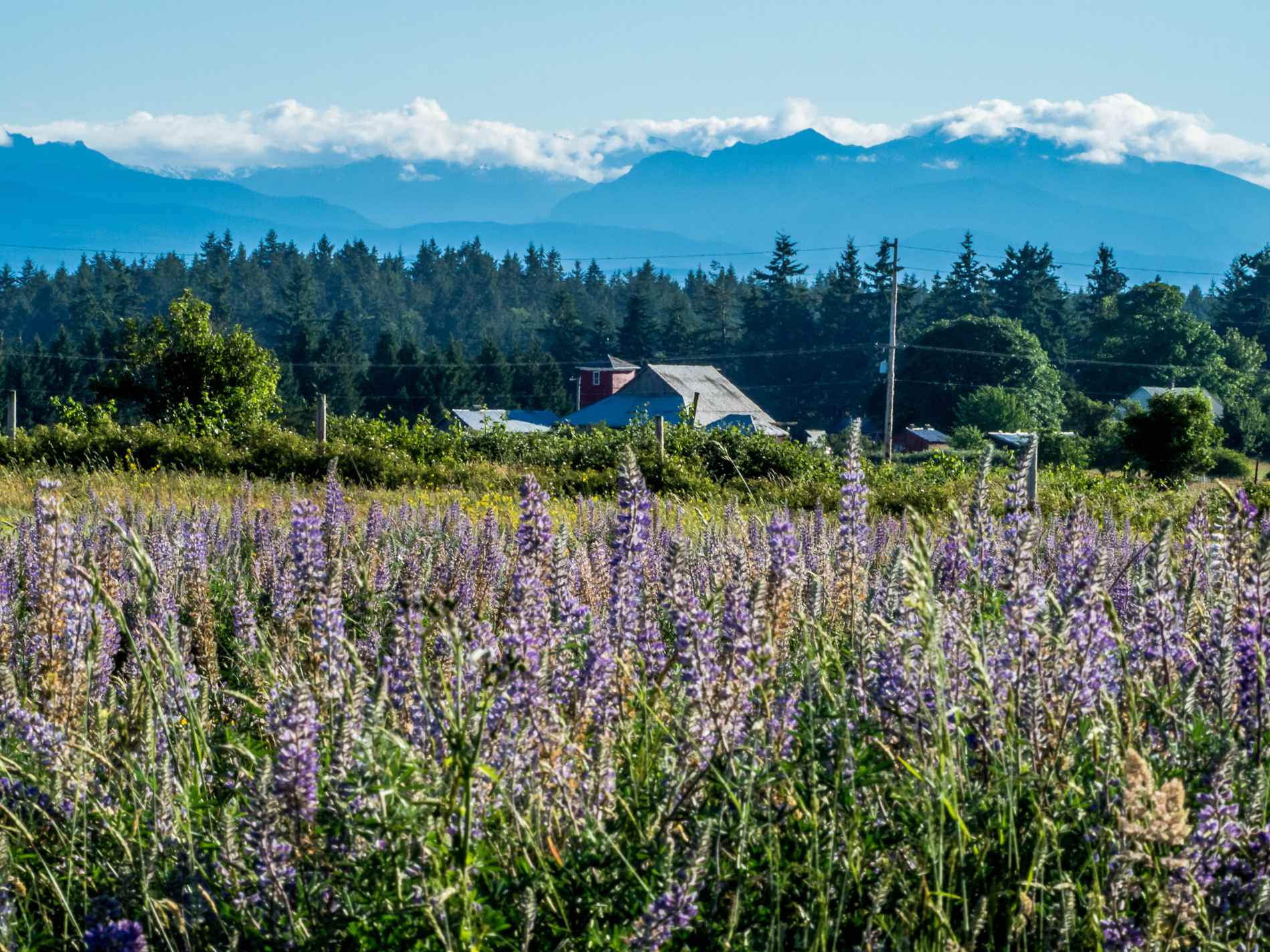 Snow capped Olympic mountains seen from our native prairie