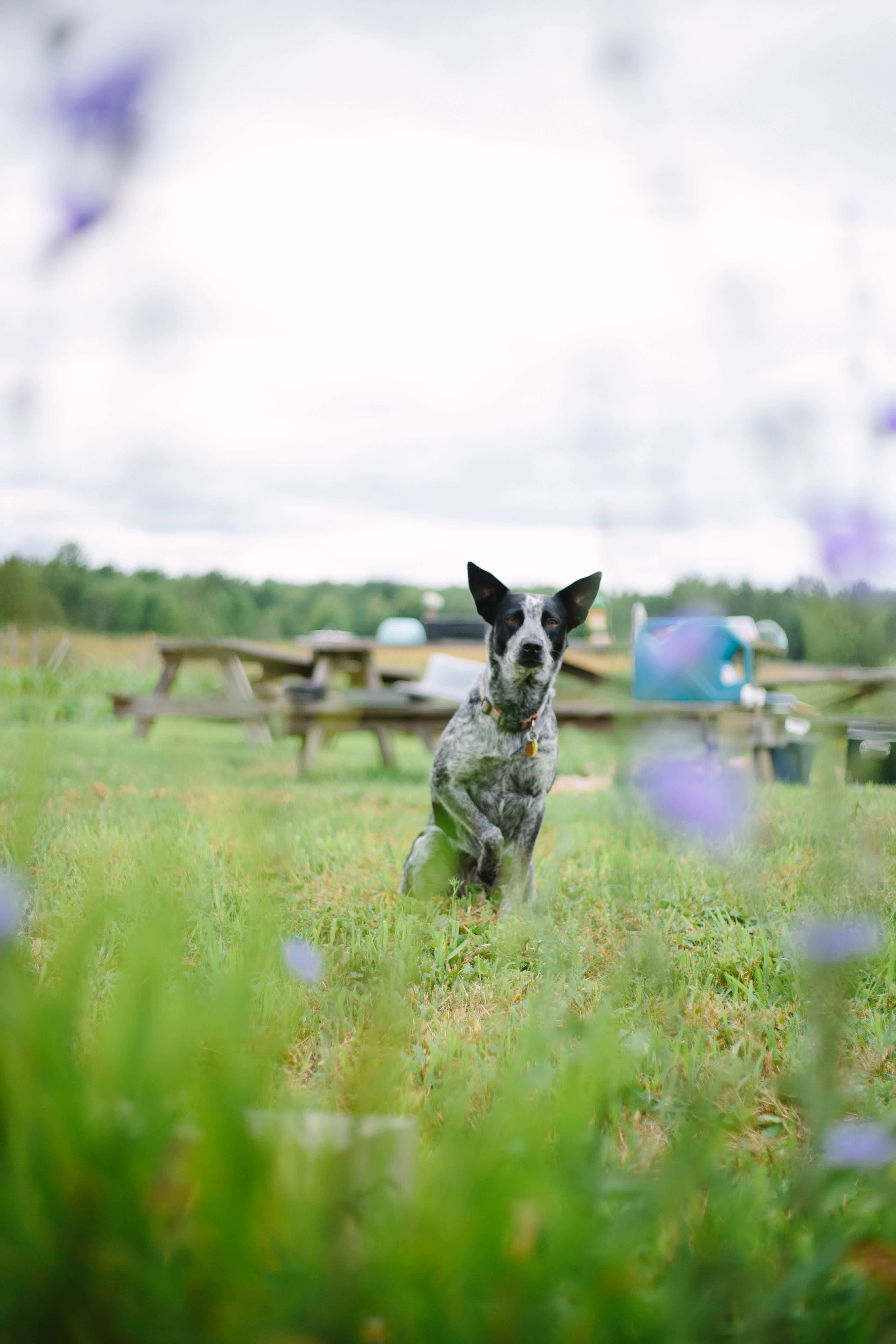 Flannel Dog Farm