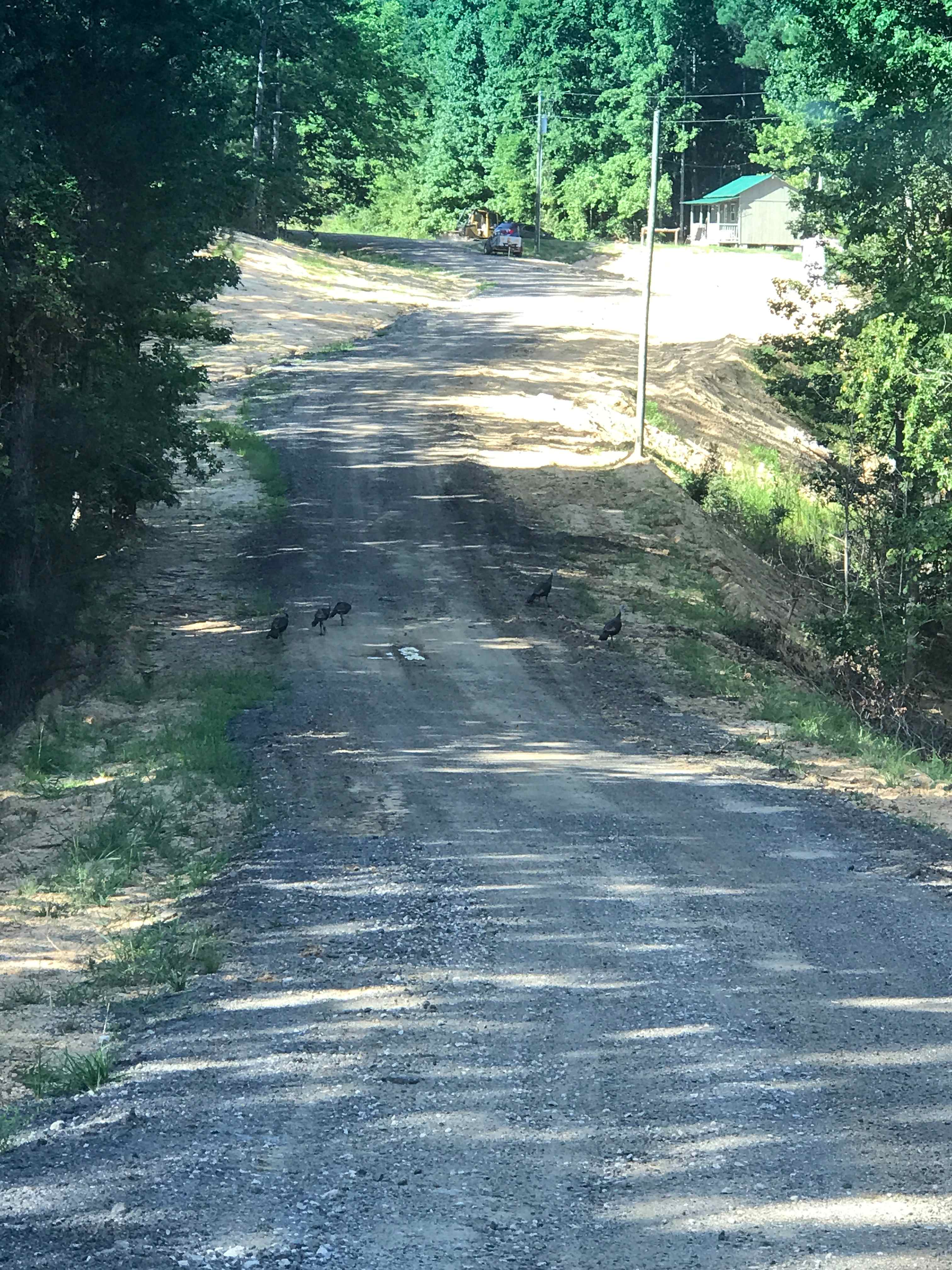 Some wild turkeys hanging out on the road to the Agripark. The cabin is at the top right of the pic.
