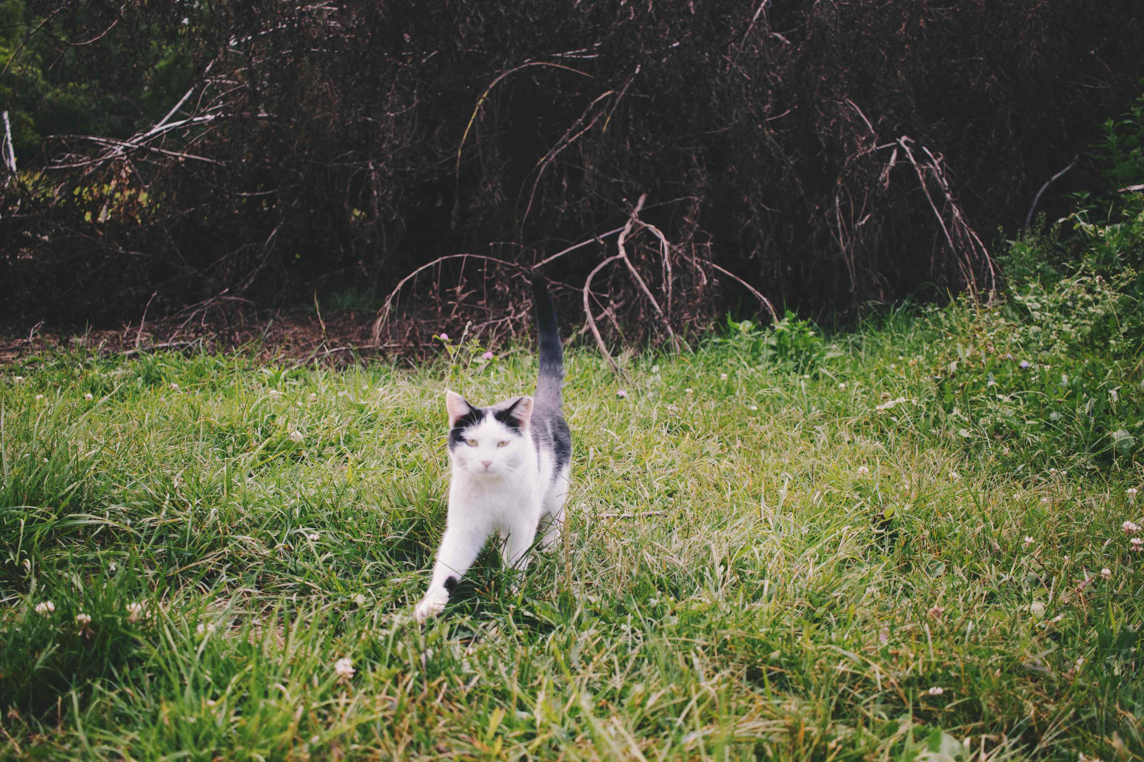 Barn kitten came to say hello!