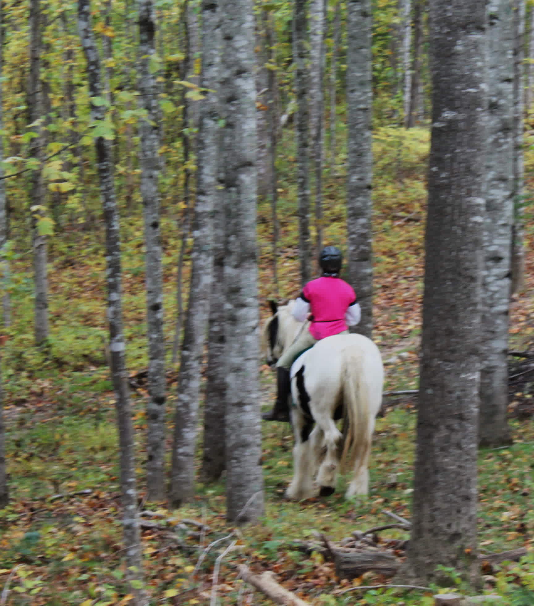 A ride through slightly kept area headed back to the barn, a nice fire pit area with grill, water and animal needs. 