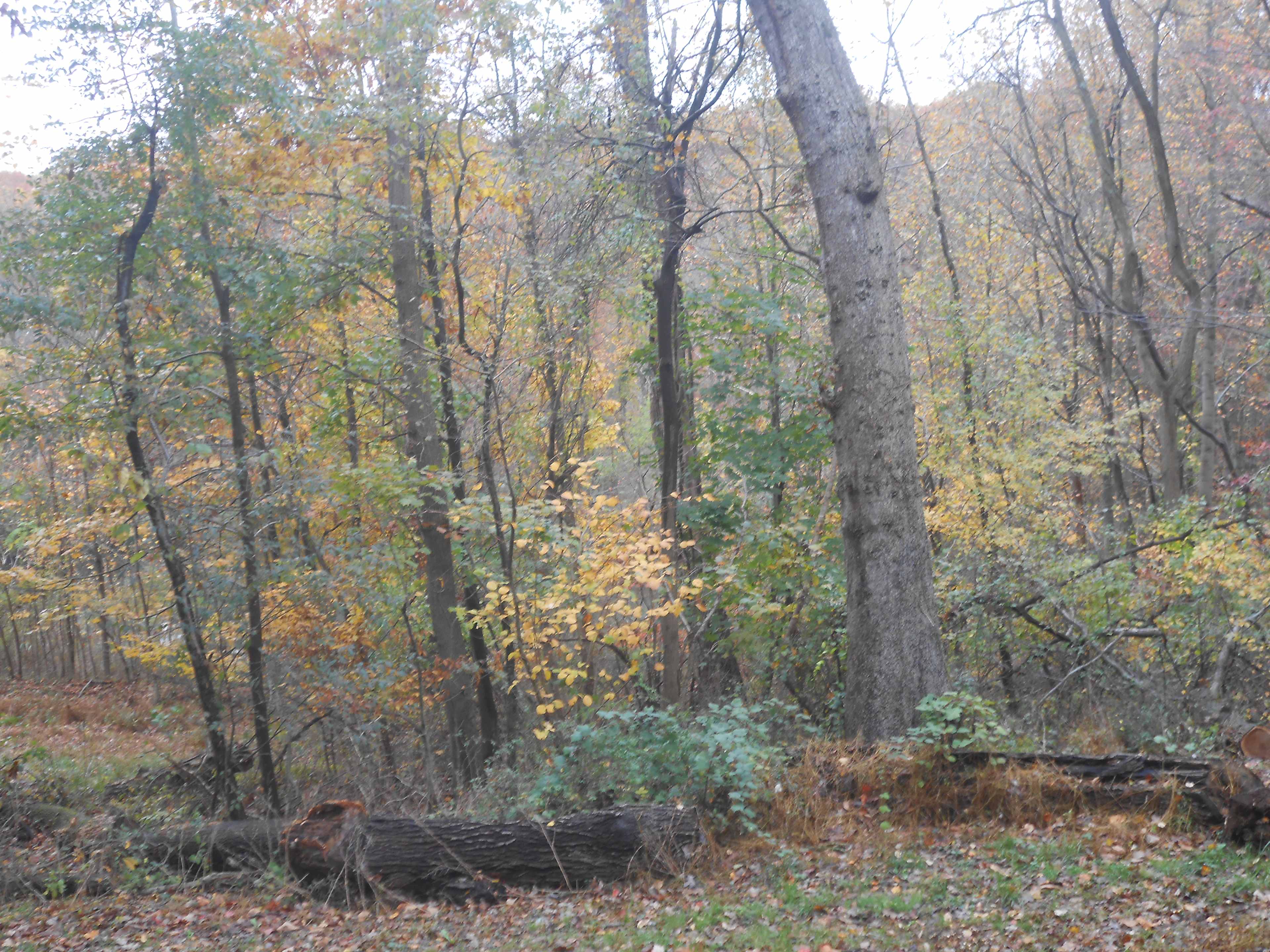 wooded private areas