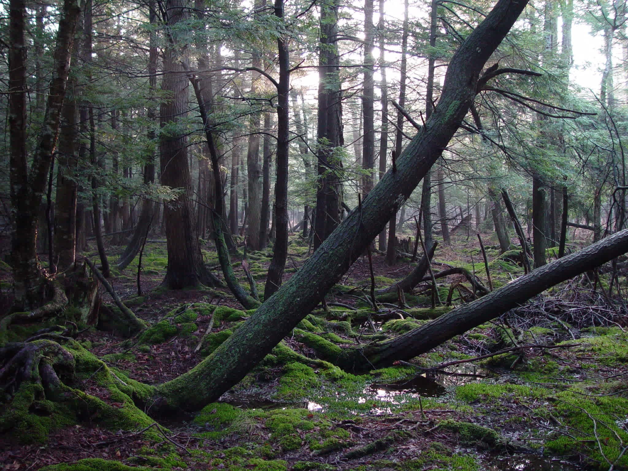 Here is the other side of the swamp.