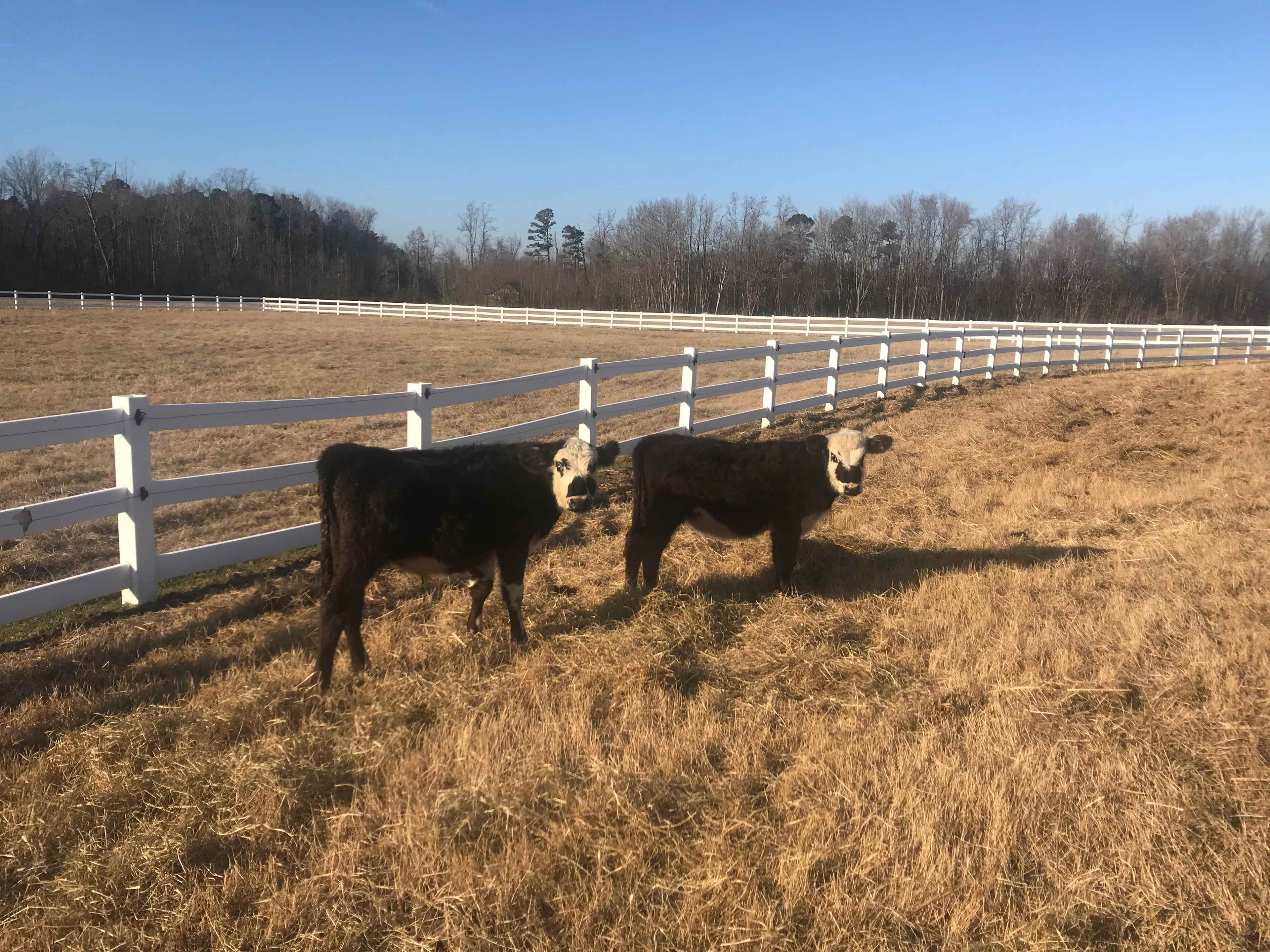 Horse Ranch-a short drive from 95