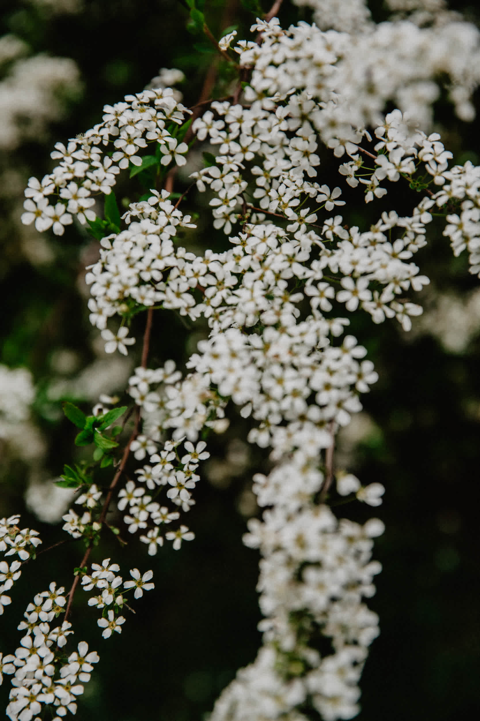 Blooming trees.