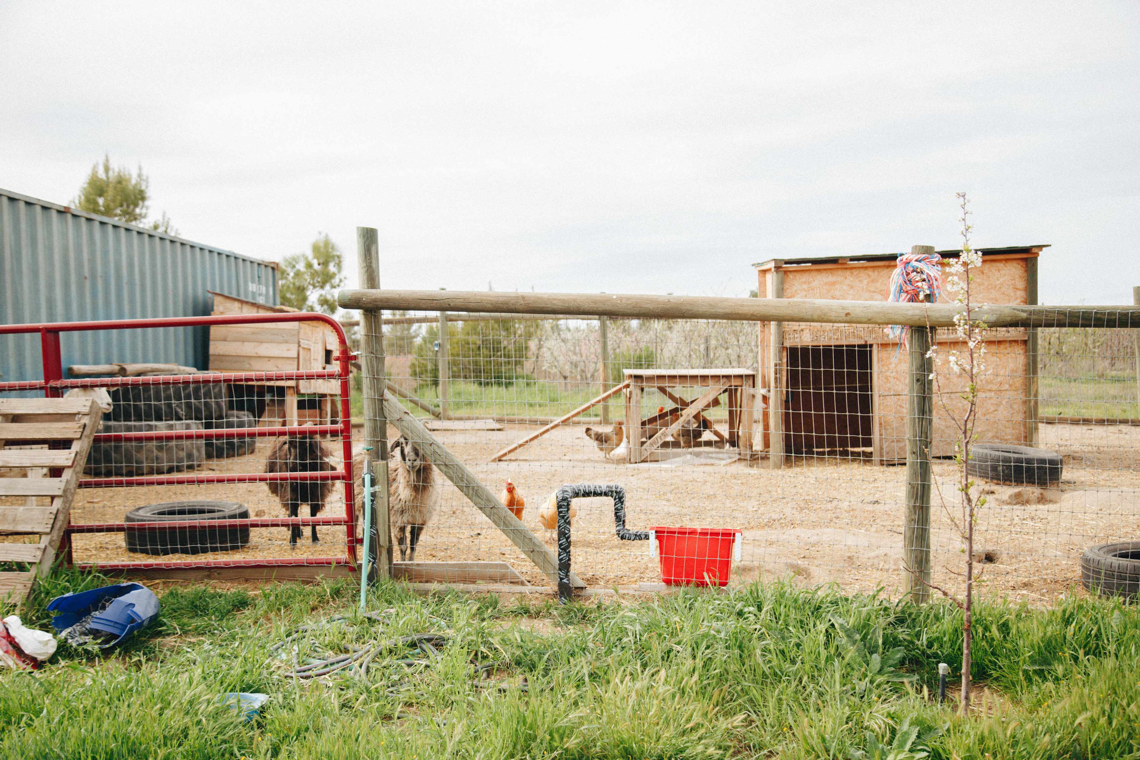 Hartley Farms Organic Orchard