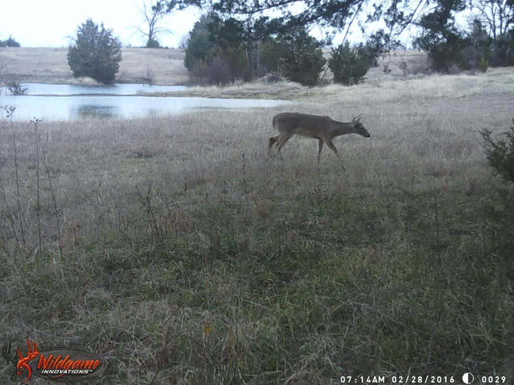 Abundant wildlife