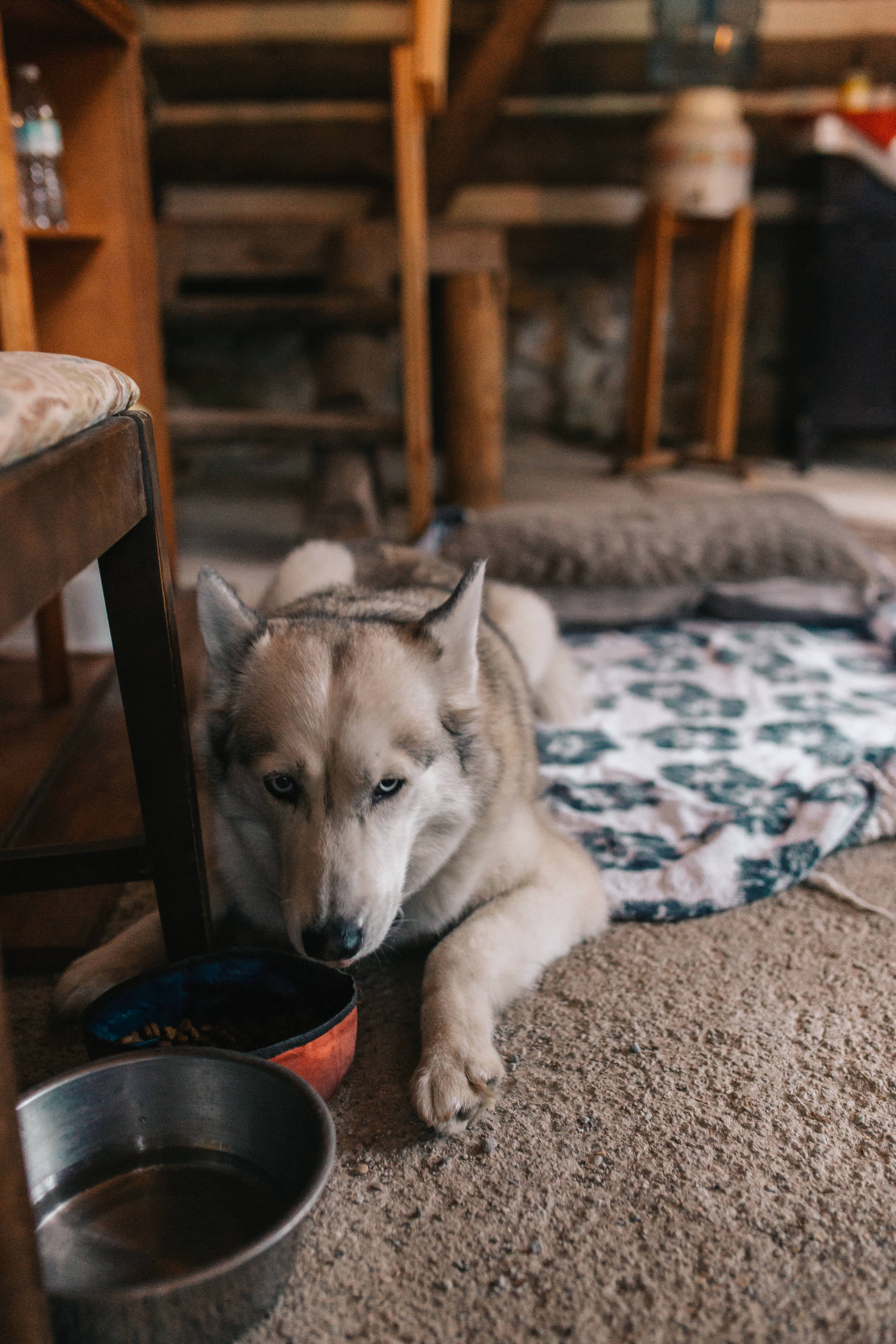 She needed to eat her dinner too. HUGE bonus that they allow dogs!