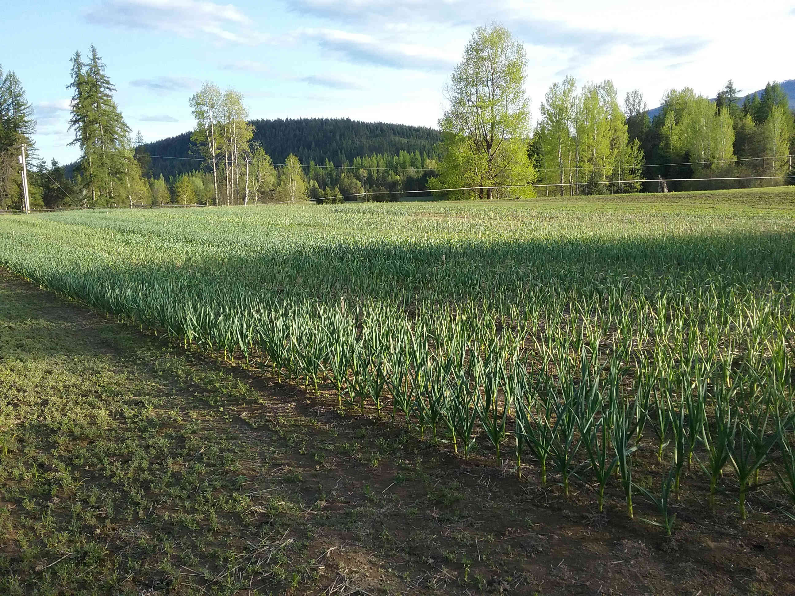 Fields of green