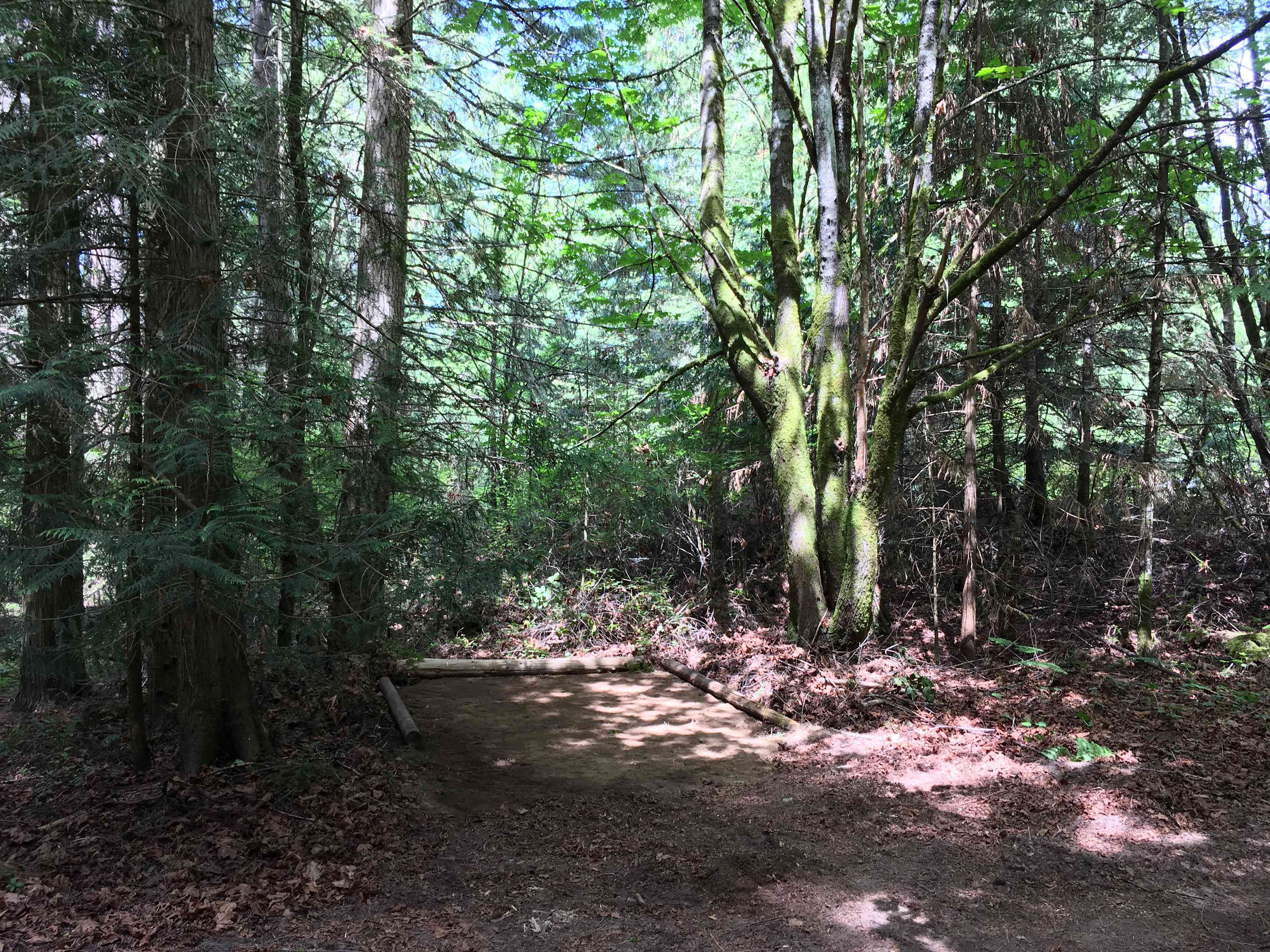 Campsite 3 is bordered by Big Leaf Maple and Cedar Trees