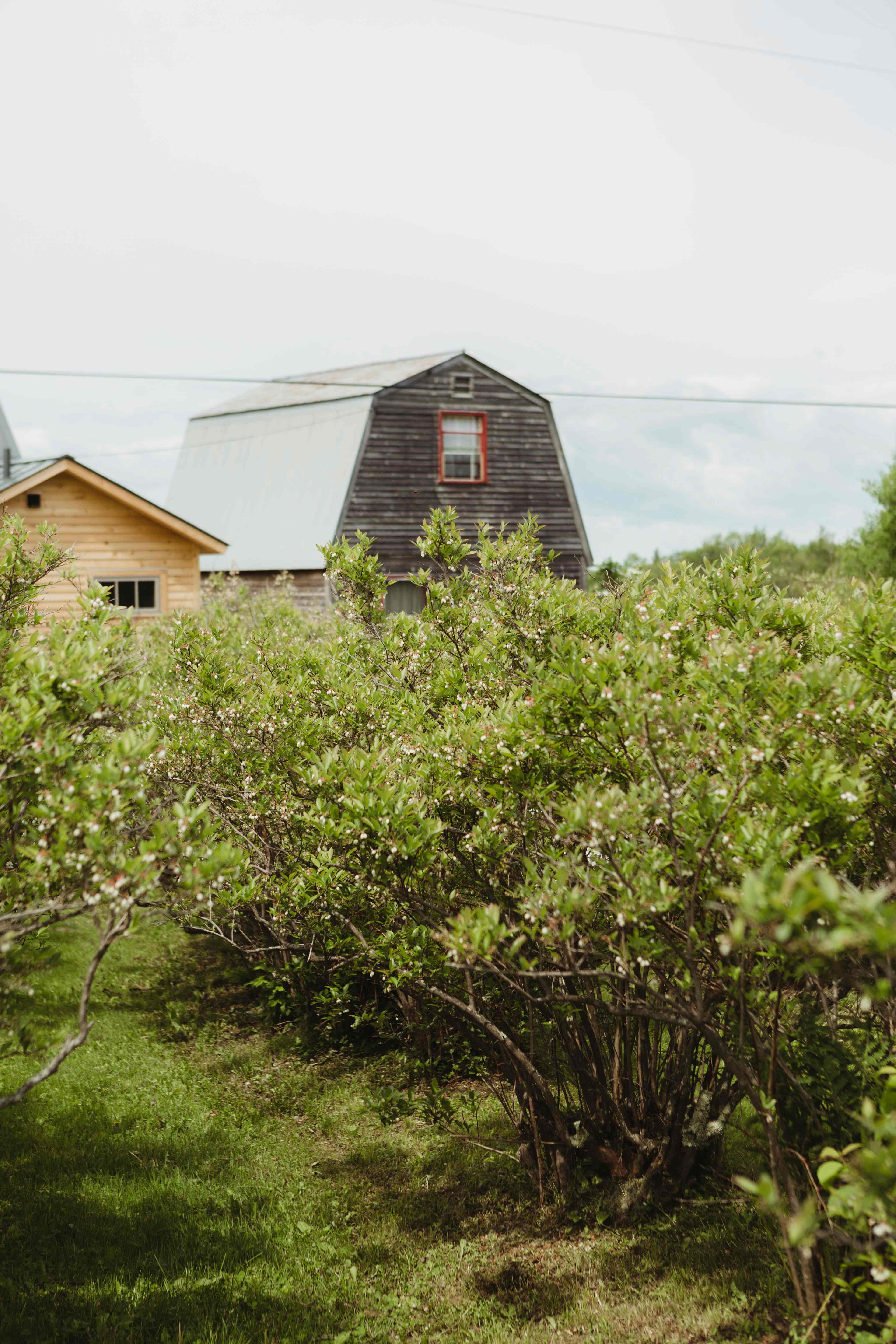 Option to go blueberry picking when they’re in season. 