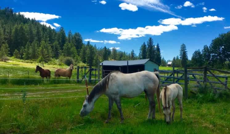 Spokane Western Dude Ranch Barn BnB
