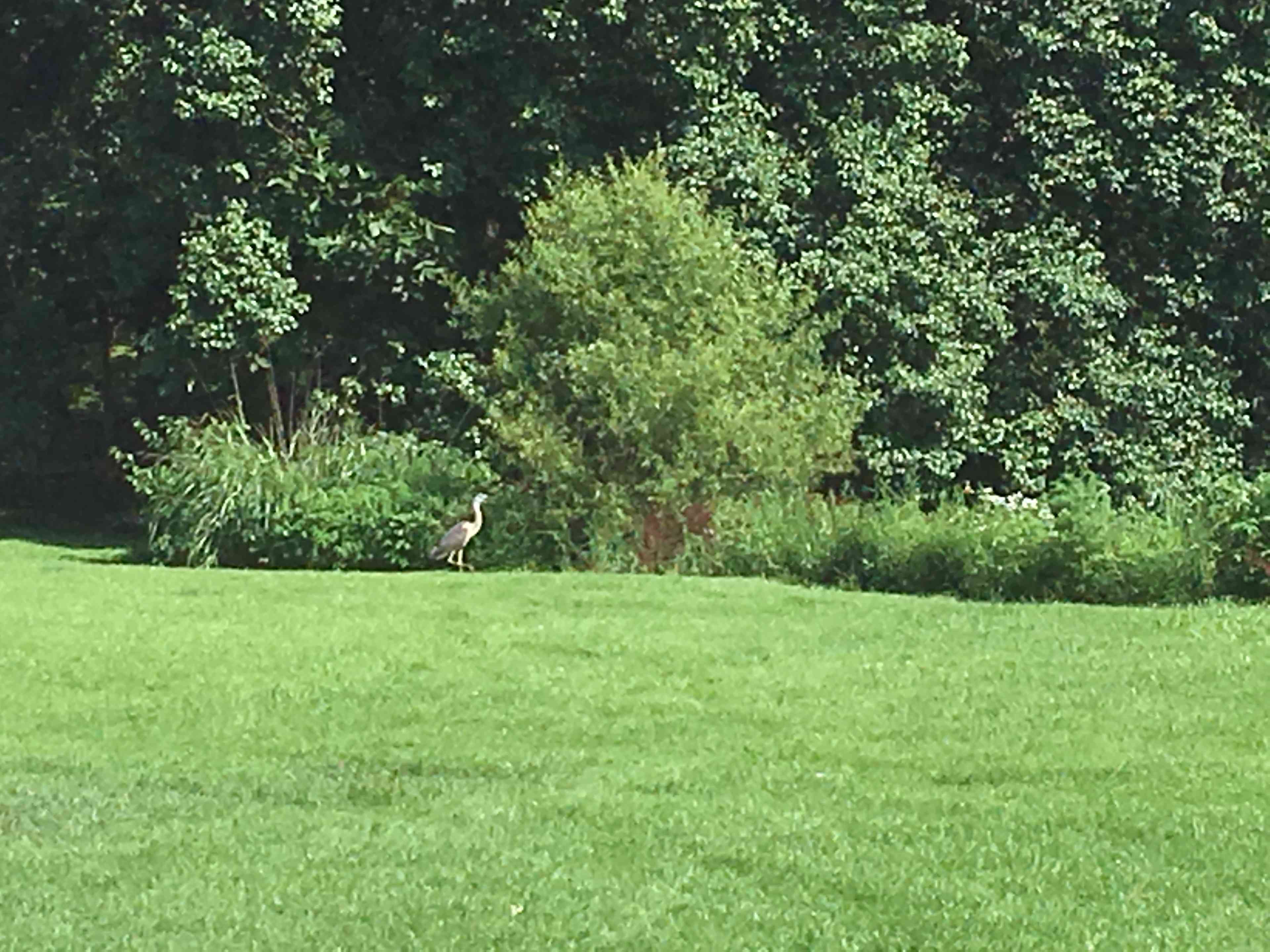 Blue heron visit 💙