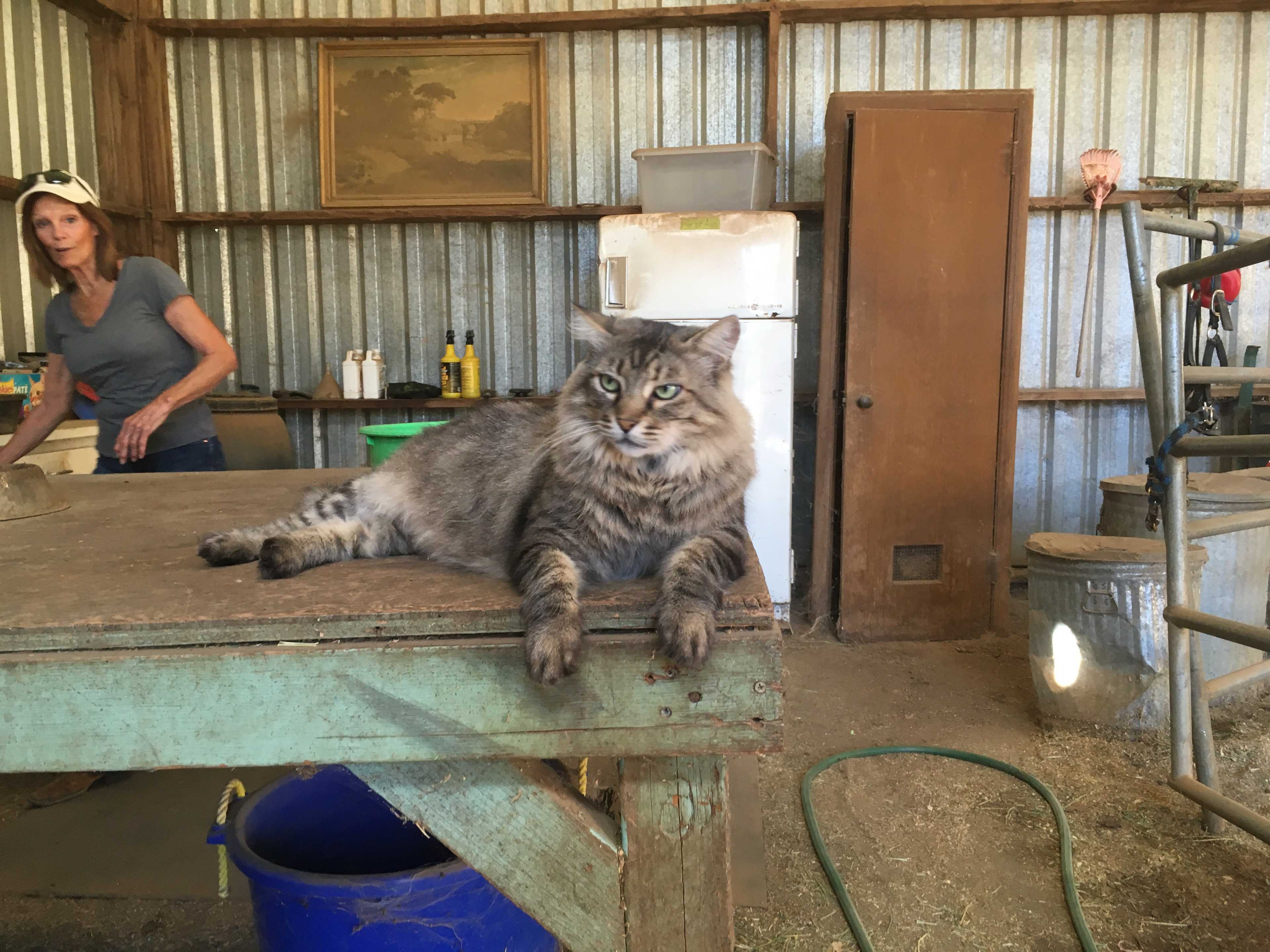 Newman the kitty!
