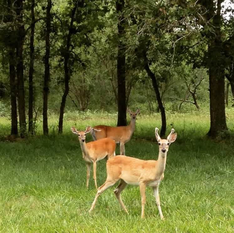 Sometimes the wildlife watches YOU!