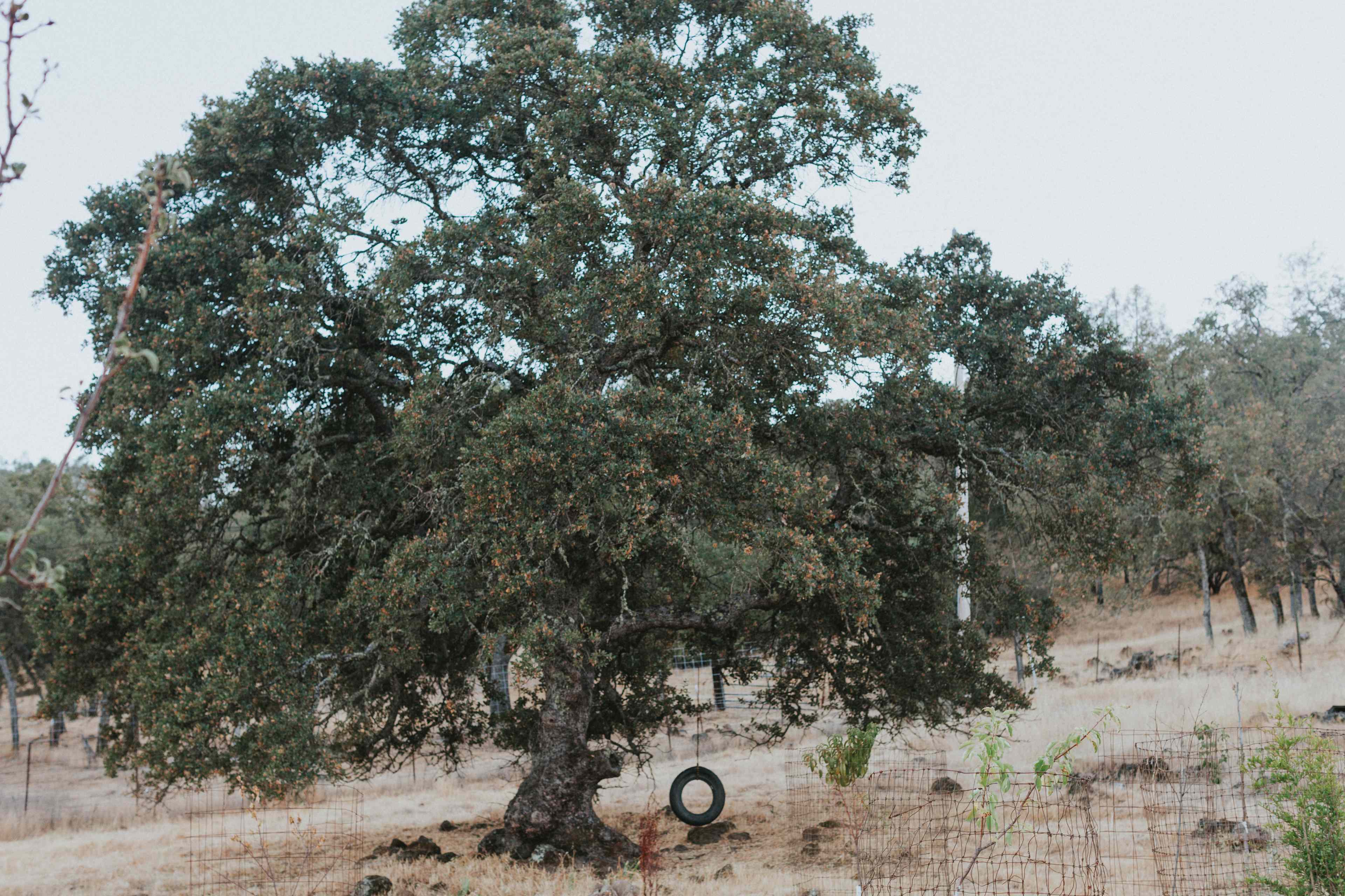 Golden Rocks Permaculture Farm