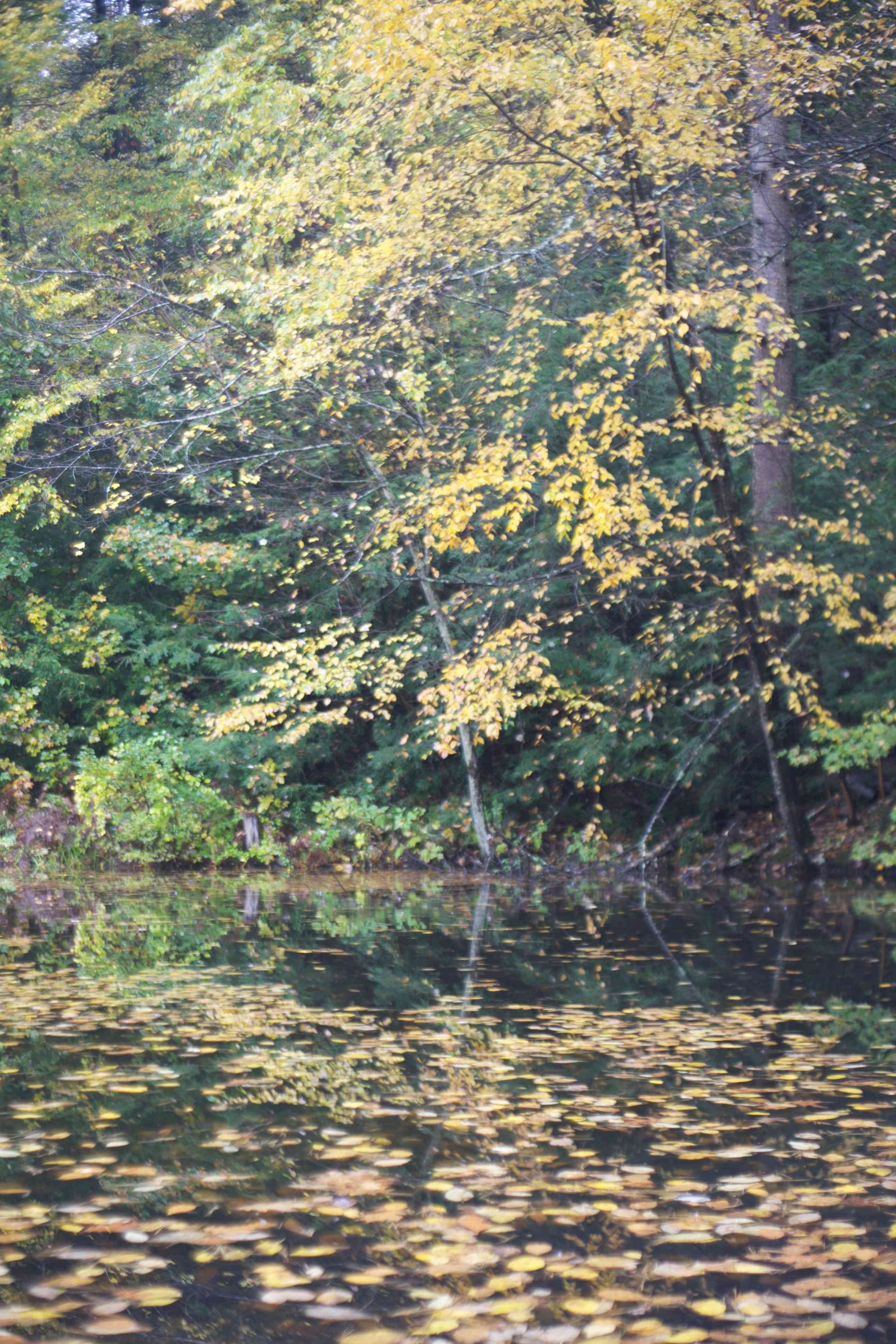 Fall Colors. New-England's great show, before winter!