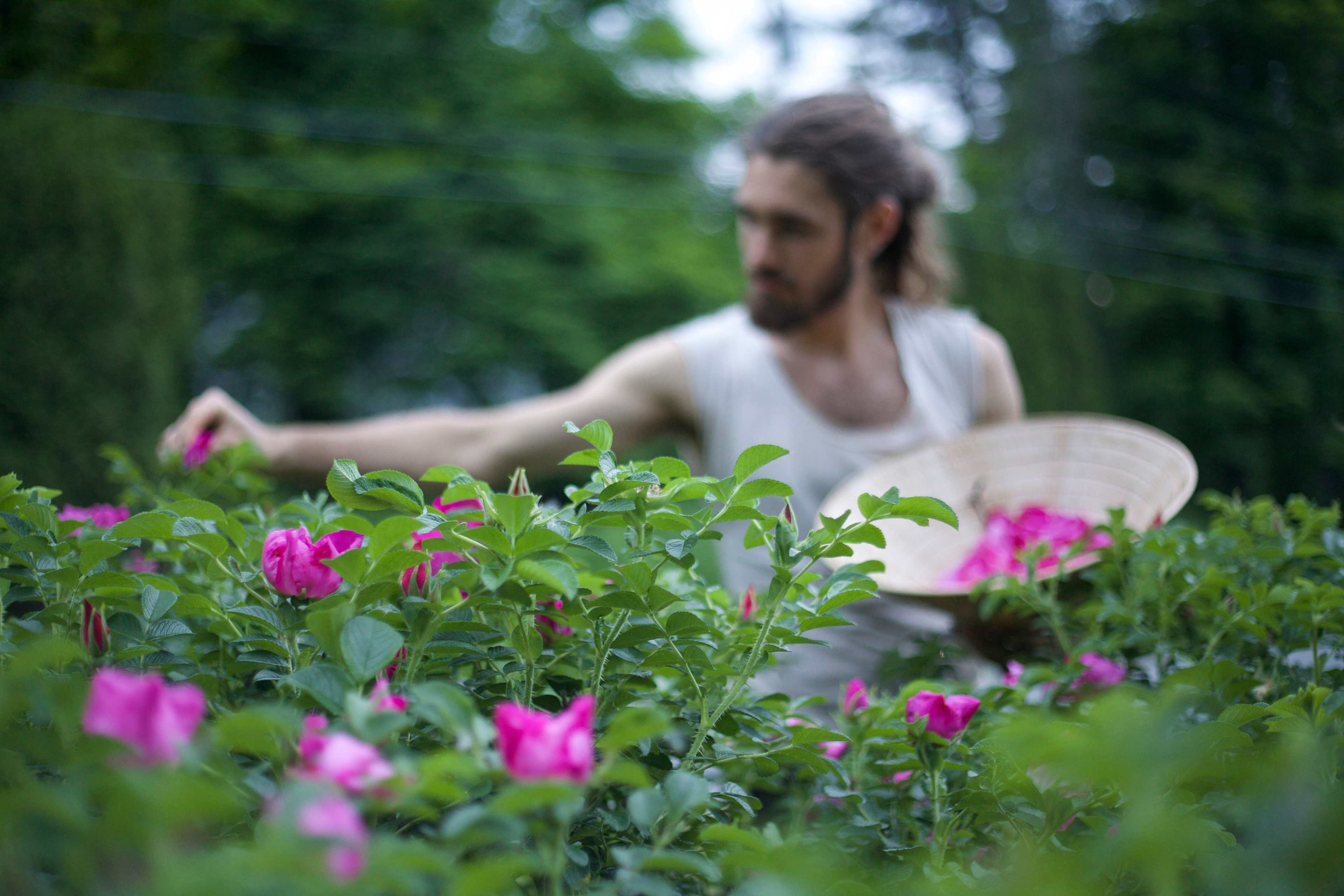 Medicinal Roses hug our property. Here, harvesting Rosa rugosa for heart-medicine. A delectable, awakening fragrance. This variety is apparently ever-bearing, Spring to Fall. Enjoy some yourself! 