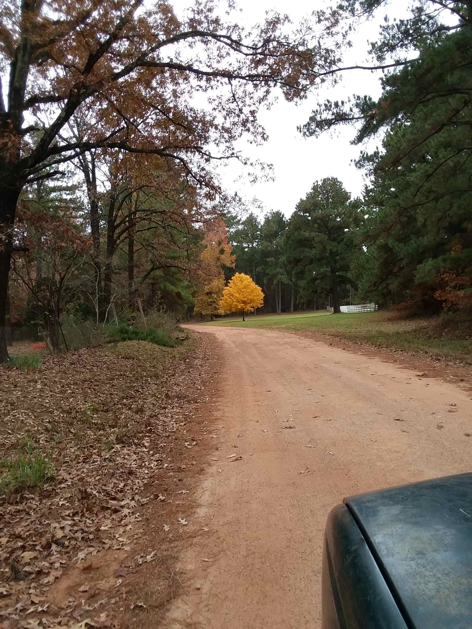 The backwoods of the forest!