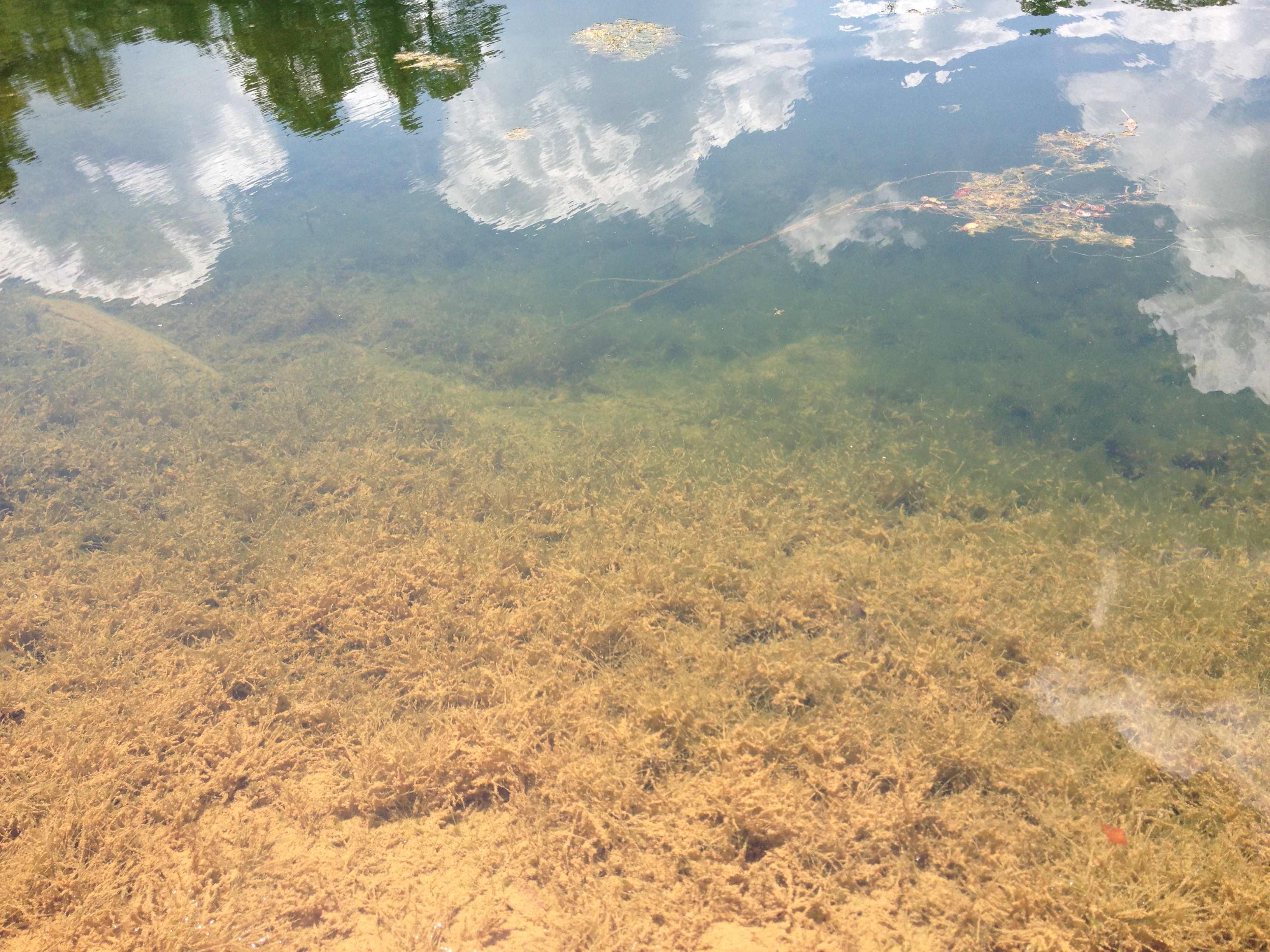 Clear water ...as clear as a pond can be that is.