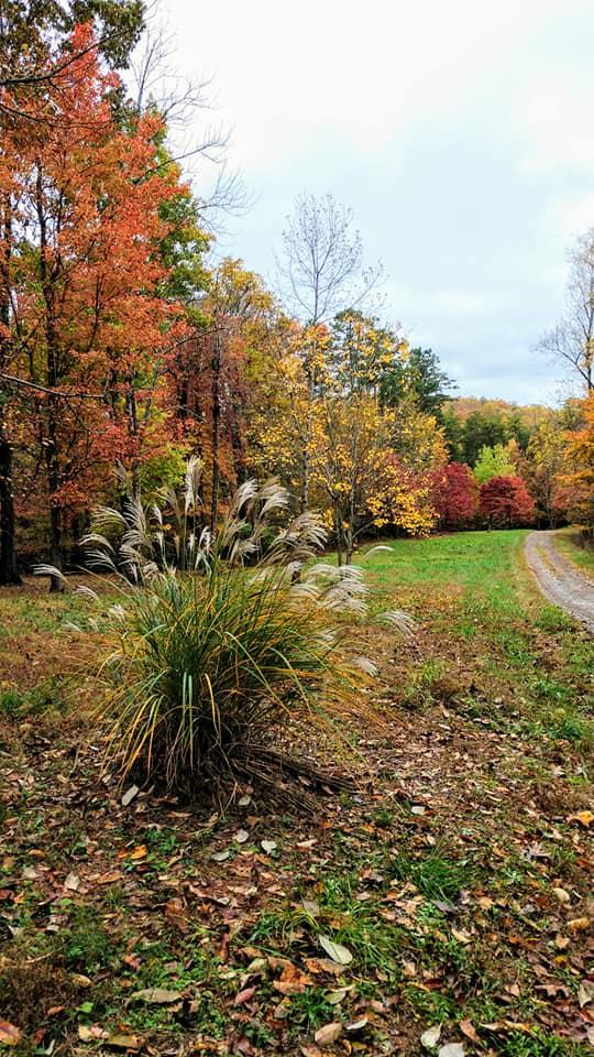 Area for self-contained campers.
