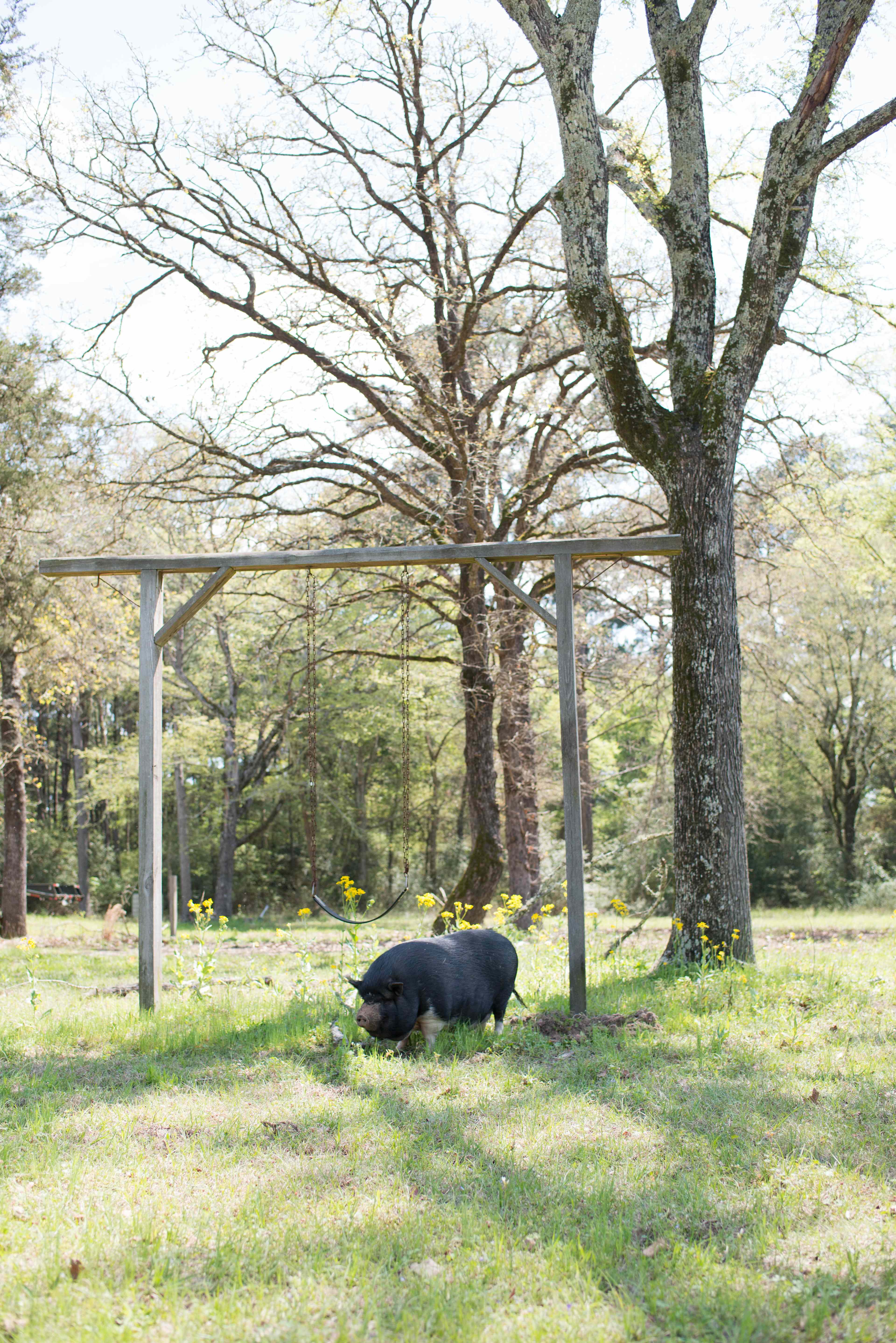 5D RANCH
