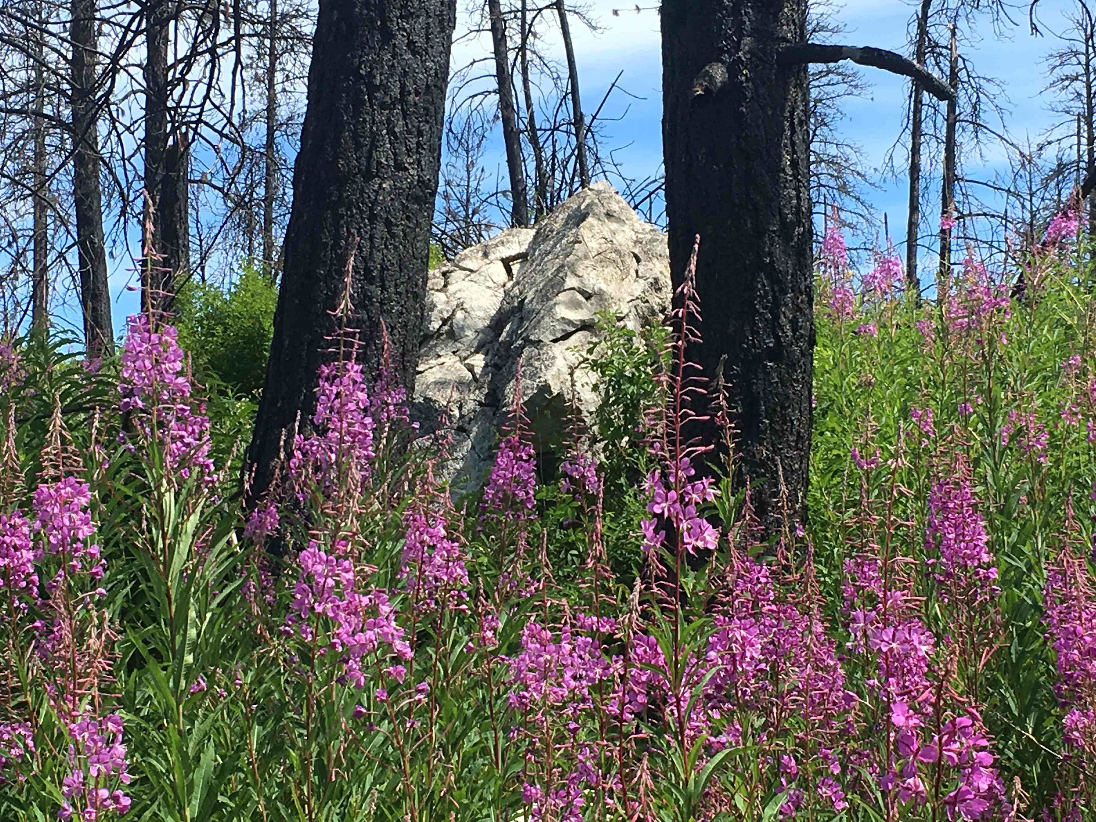 The wildflowers are vast, with over 12 varieties.  
