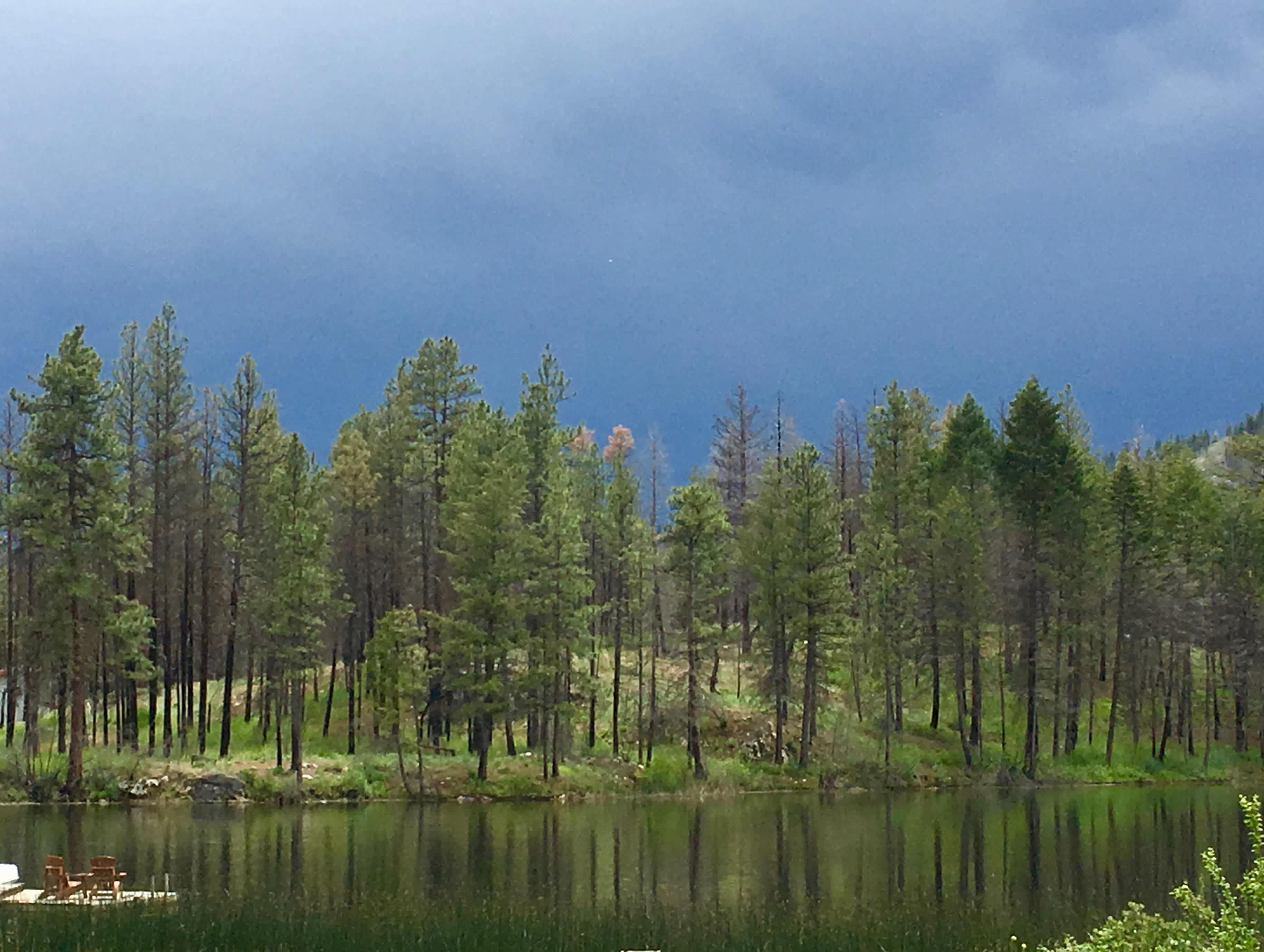 Doug Fir, Ponderosa Pine, American Larch, and Hemlock dot the property.  With over 40 acres to roam and a 3 mile trail on the property.