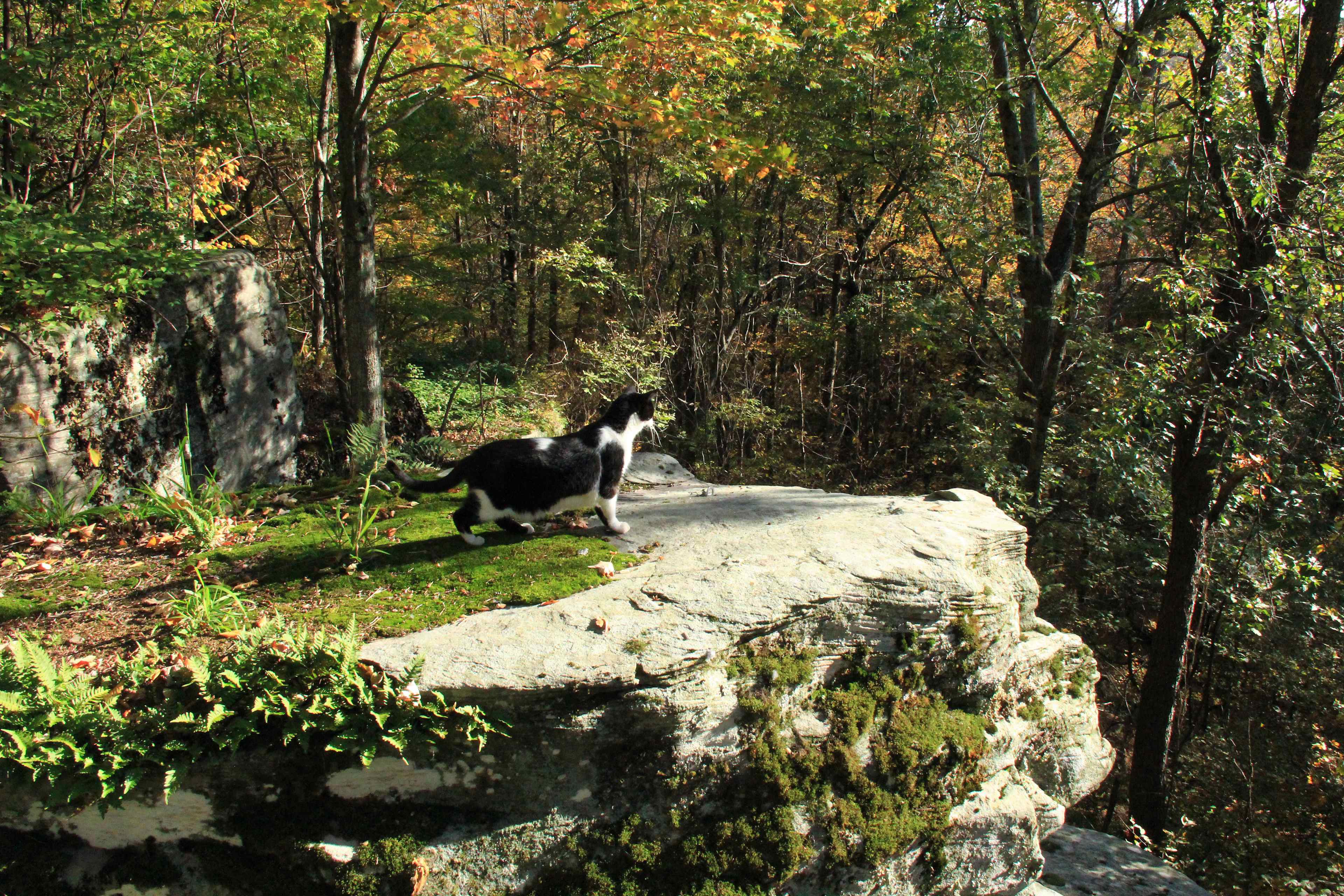 The hiking cat, exploring the rock ledges that adorn the property.