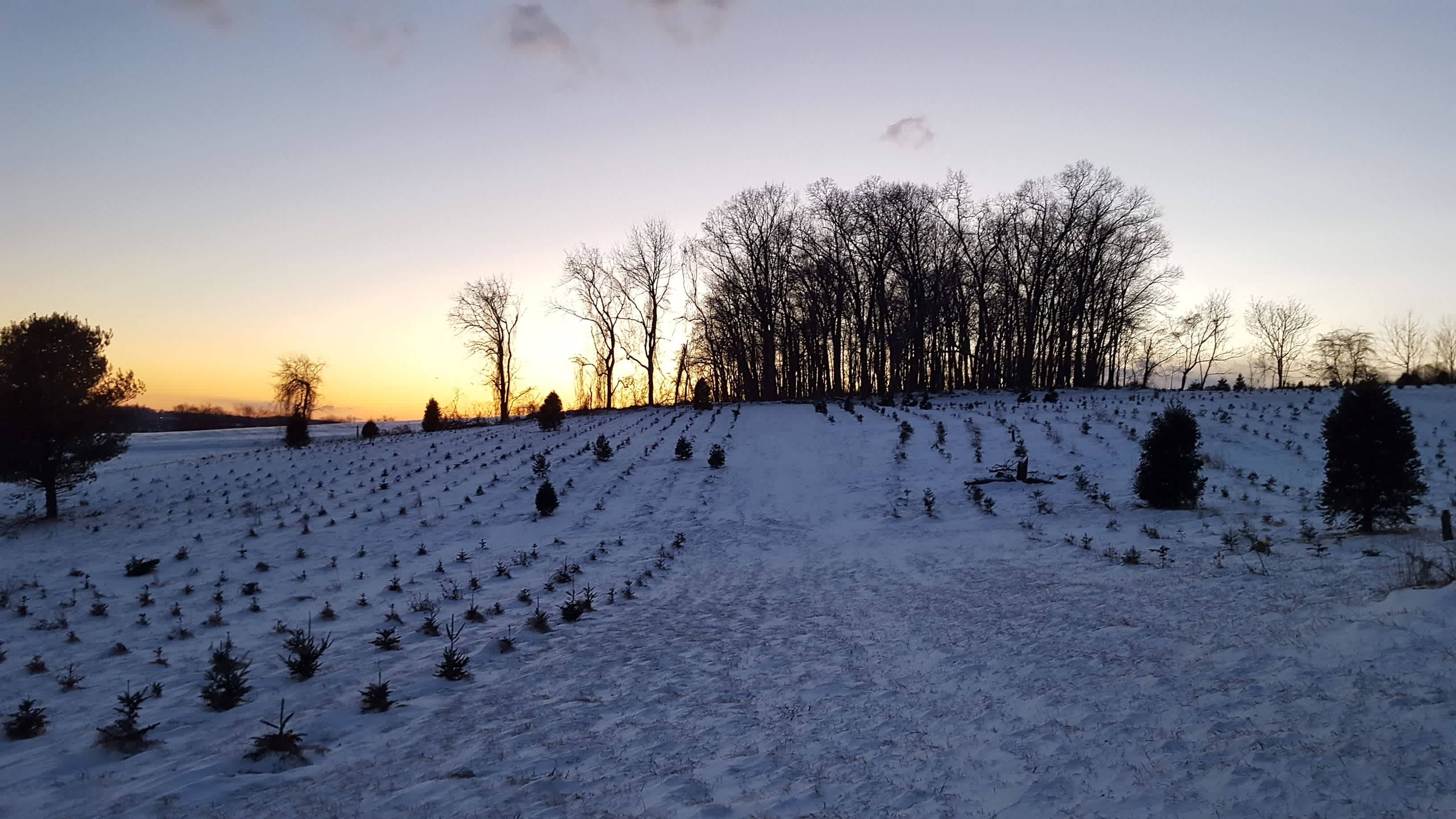Christmas Tree Farm with Views