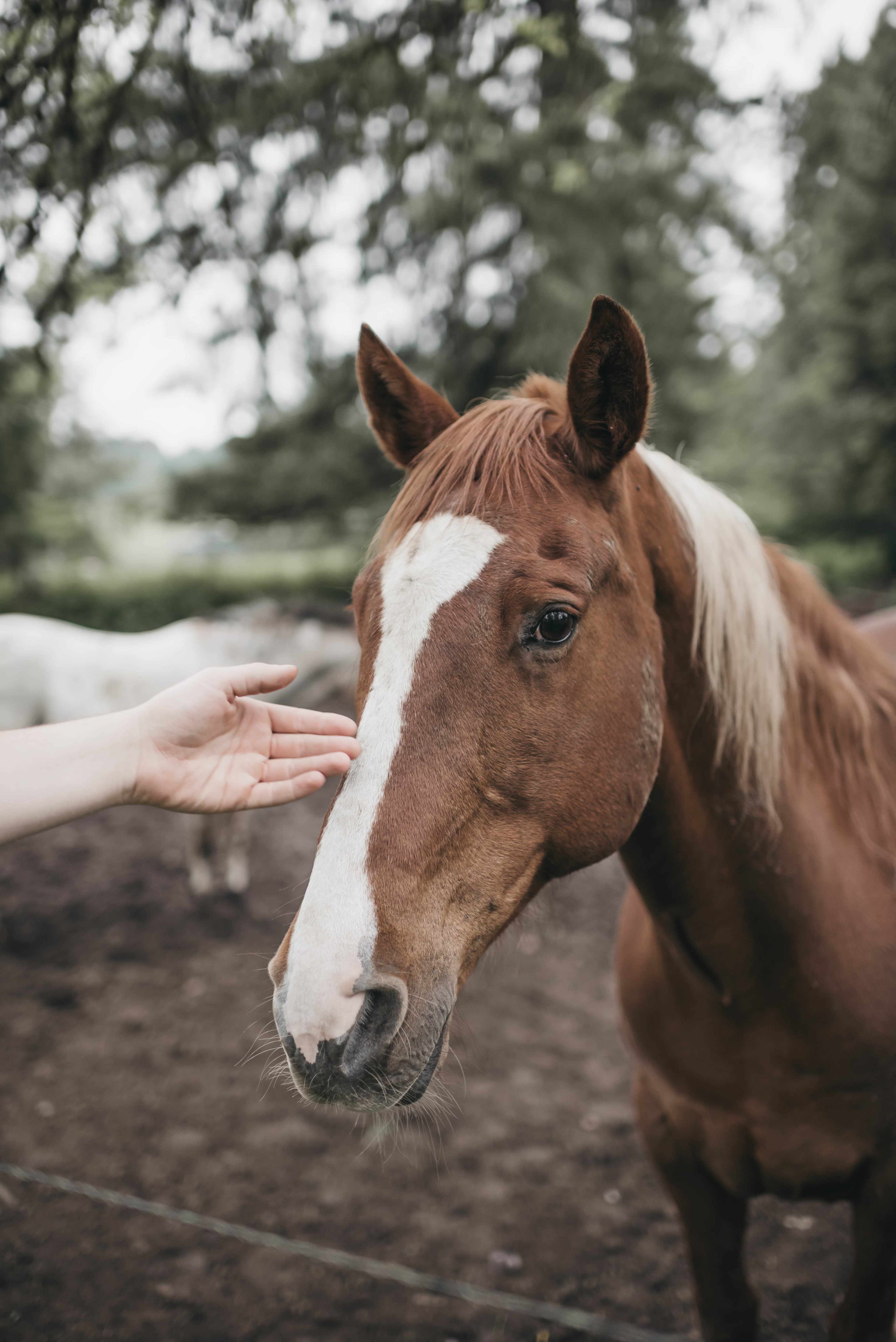 Horse Lovers Paradise