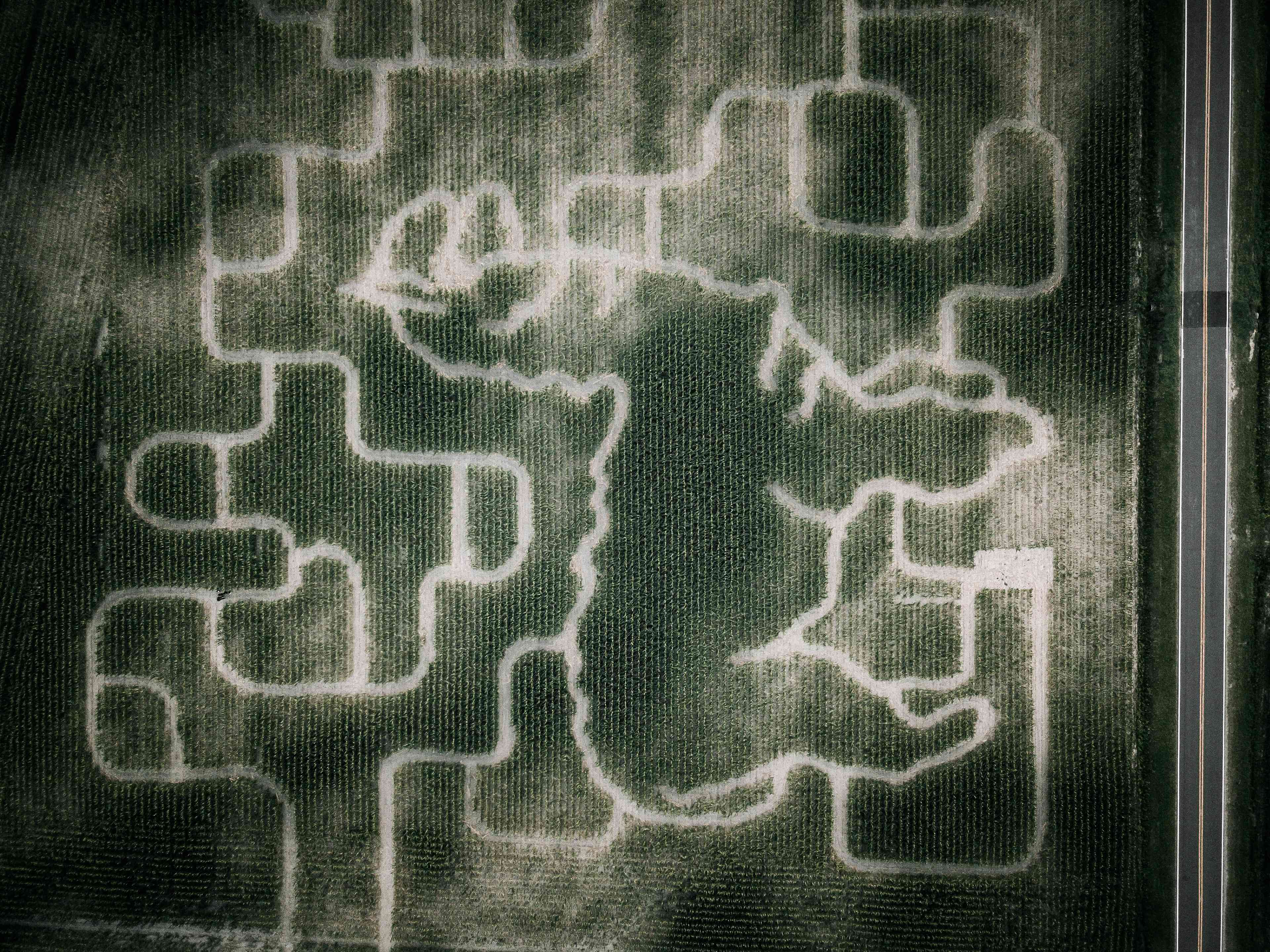 Cornfield Maze of bright Star Farm will only be there until October 31 so come soon!