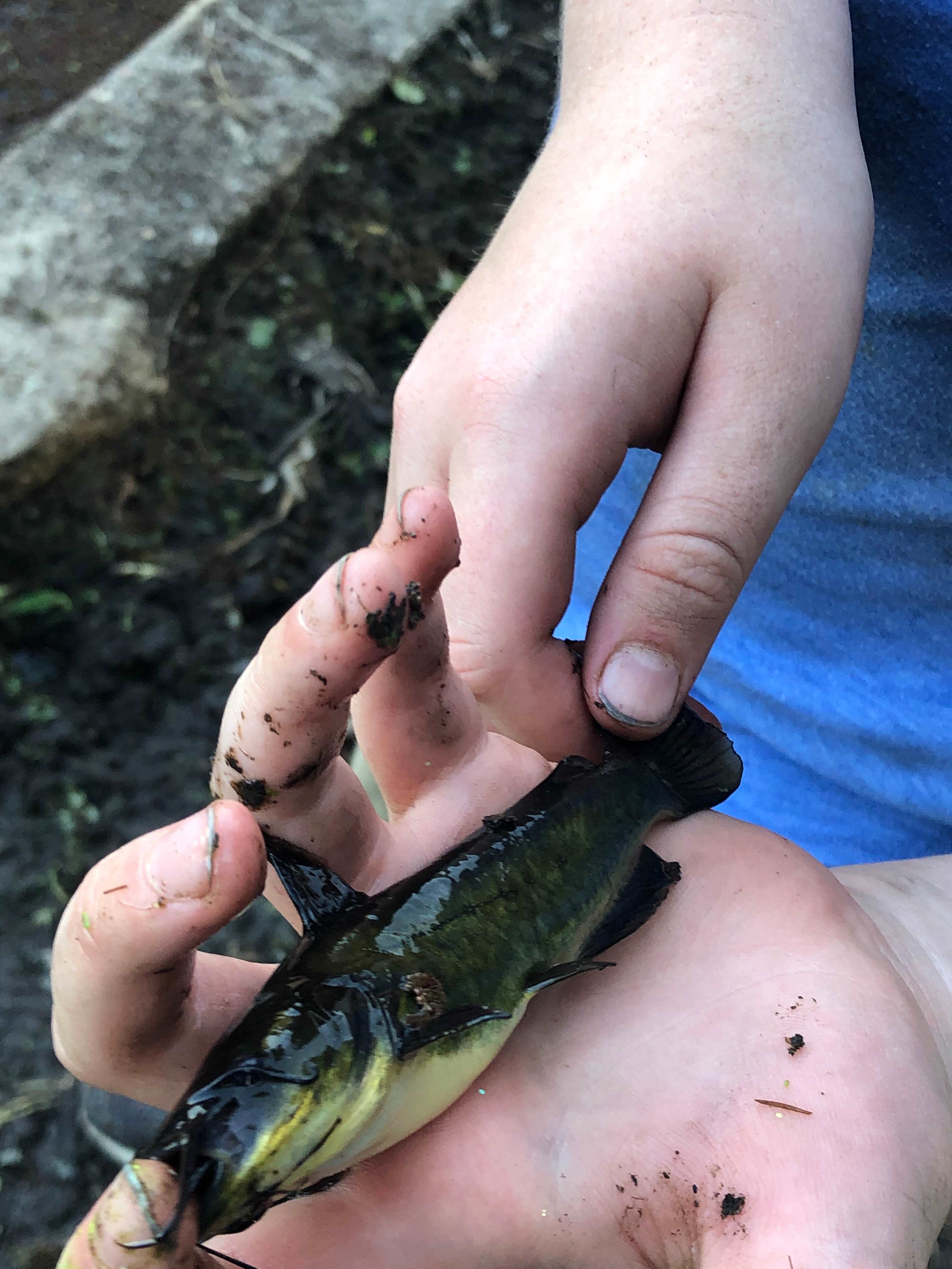 Catfish