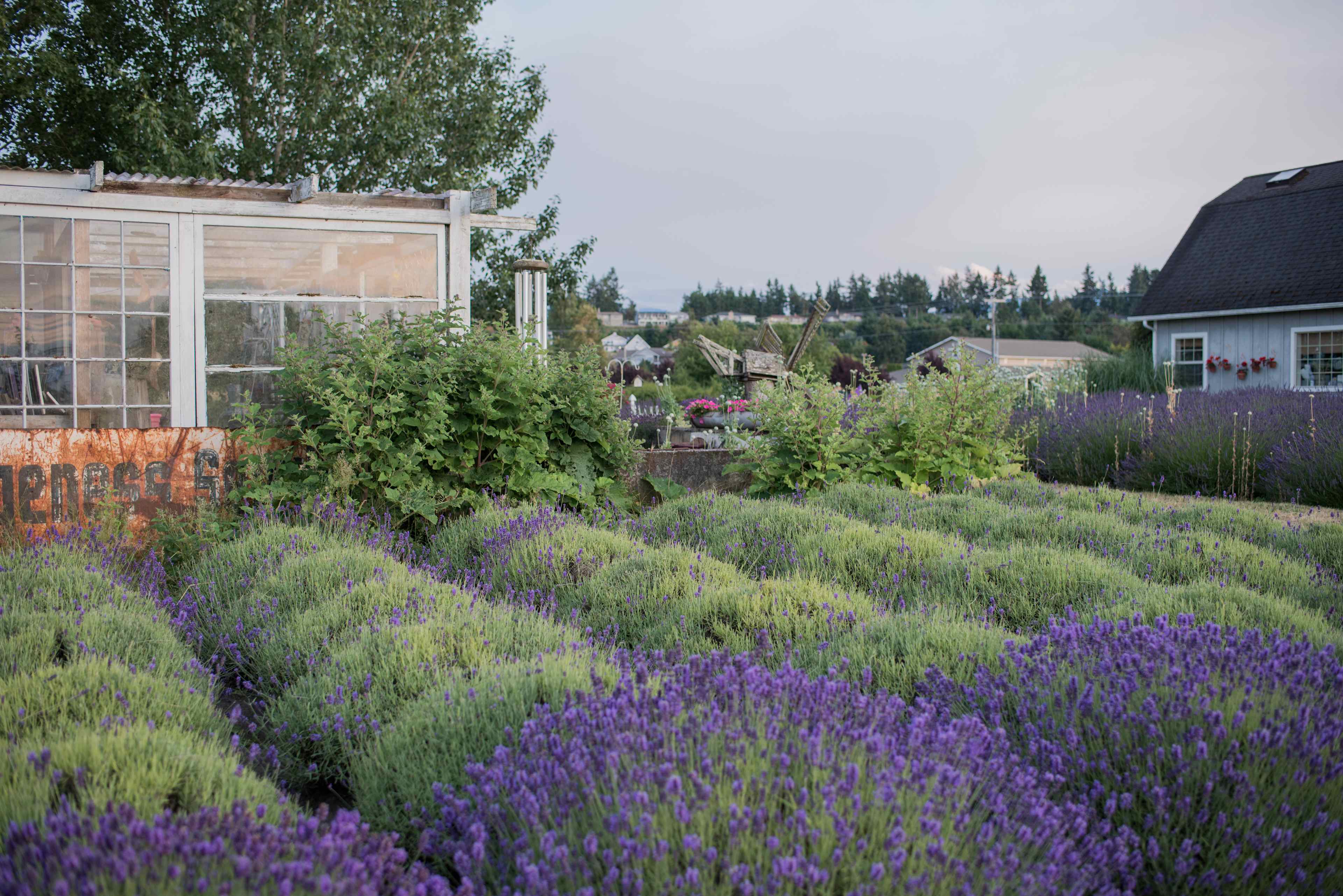Jardin du Soleil Lavender Farm