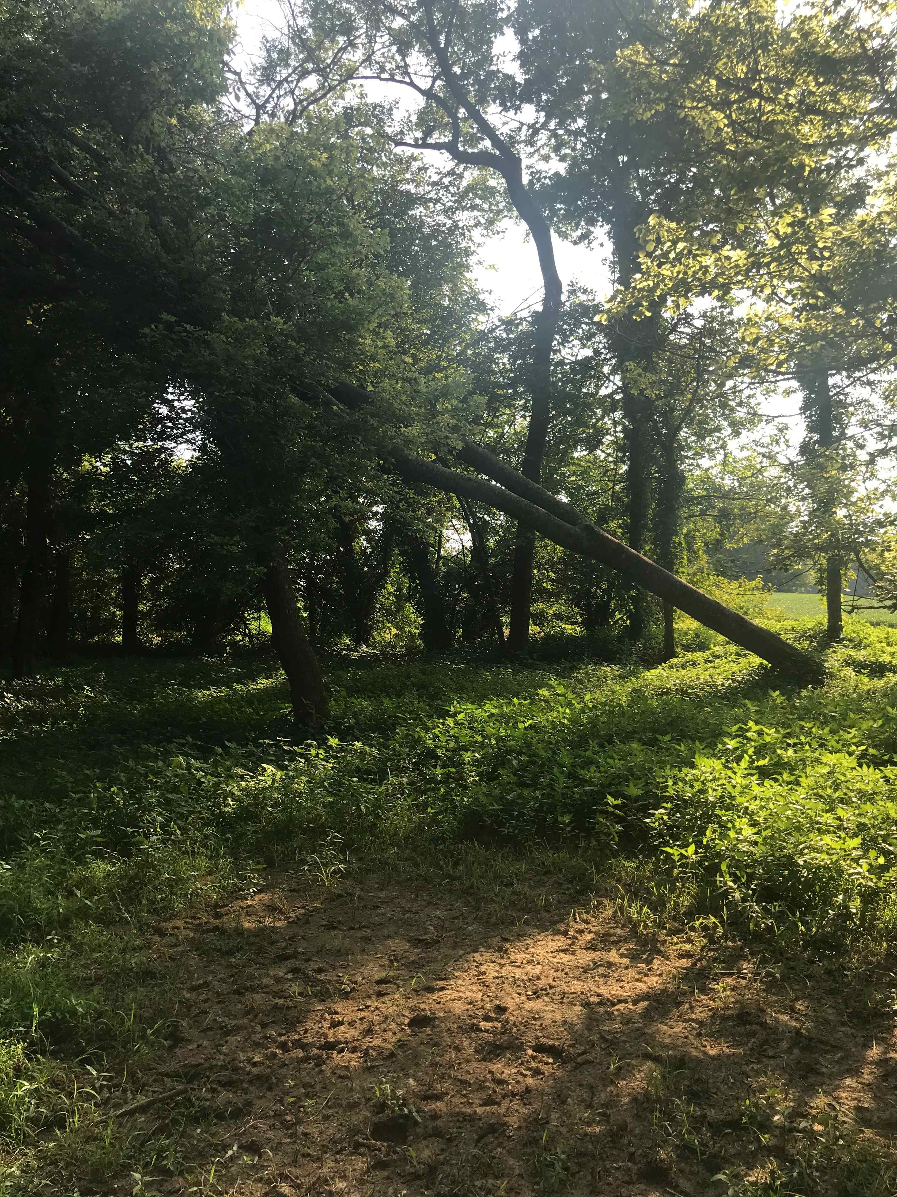 Calliman Stables Campgrounds