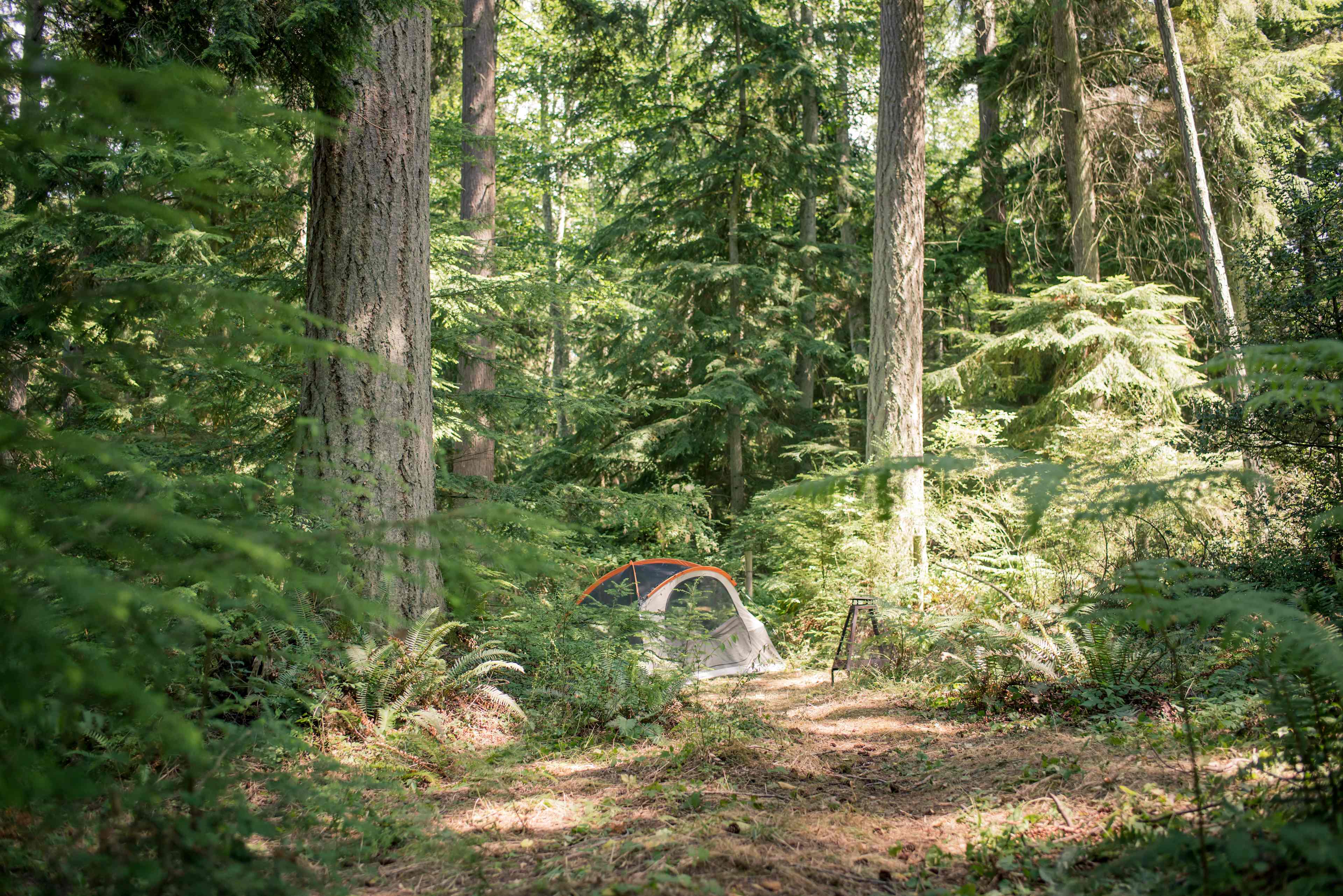 Fern Gully Camp
