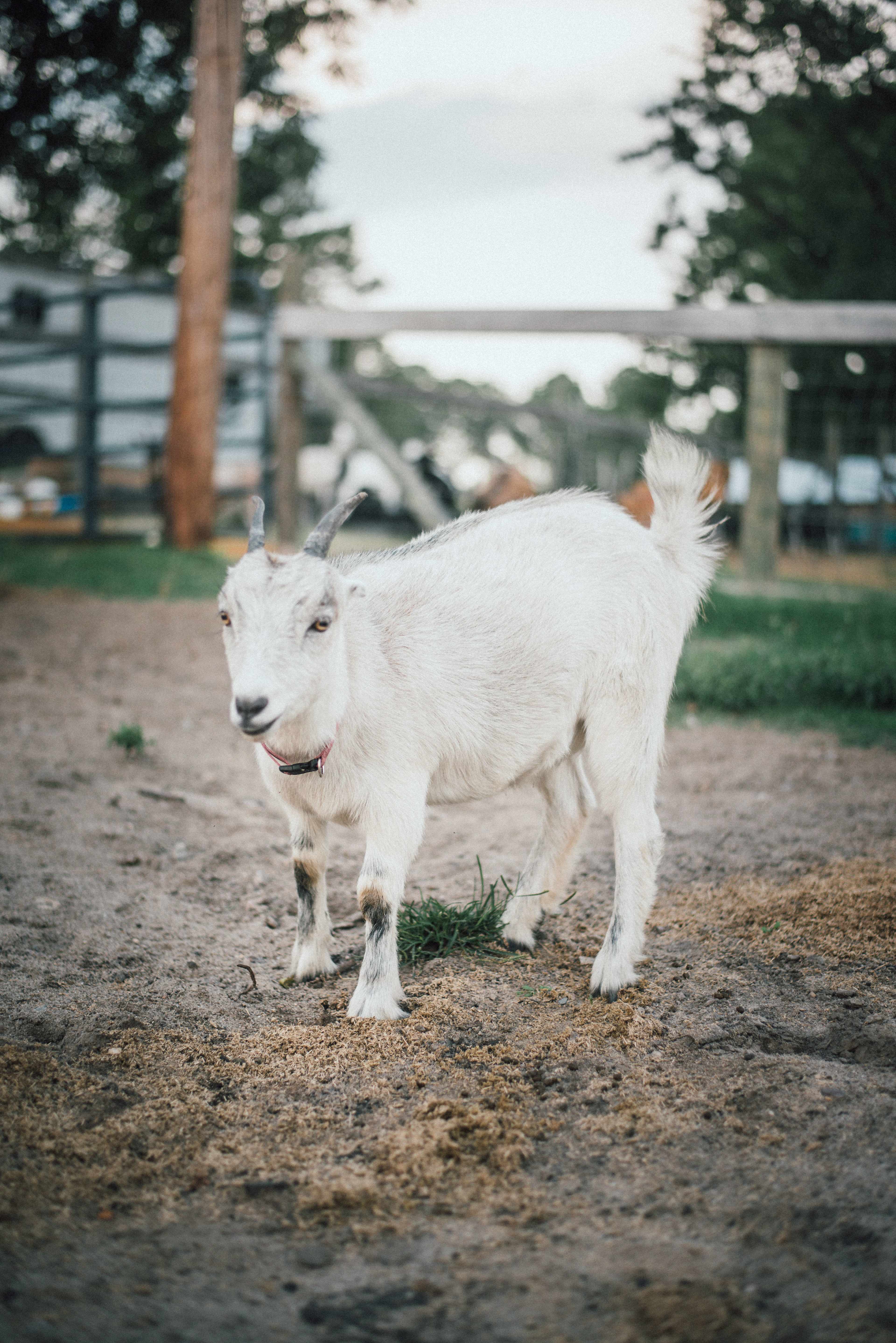 Silk Purse Farm
