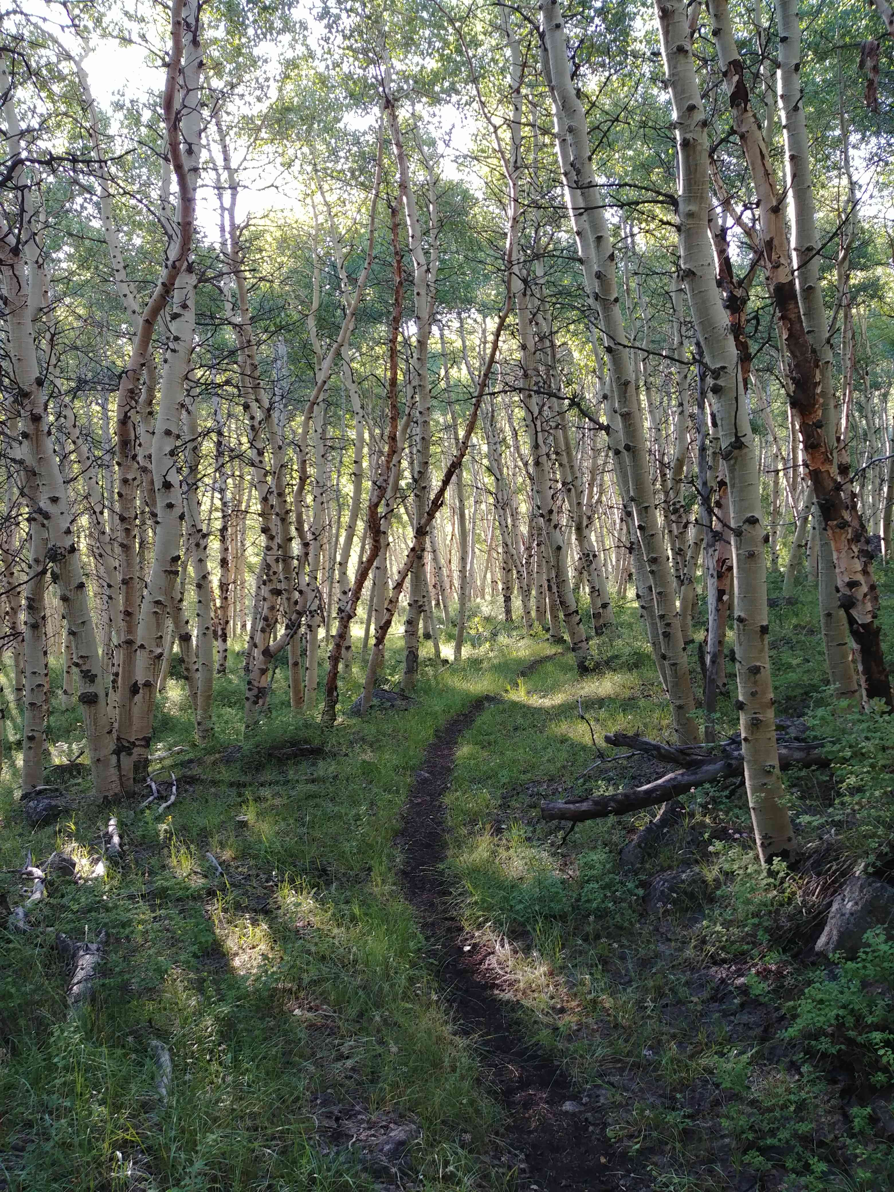 Trail Heading up Stewart Creek, to Arc Dome