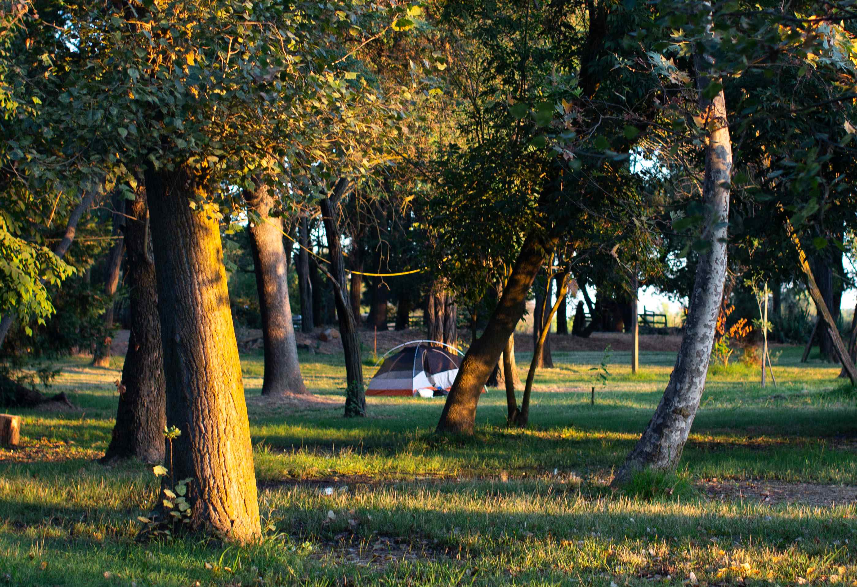 Plenty of places to camp amongst the Grove 
