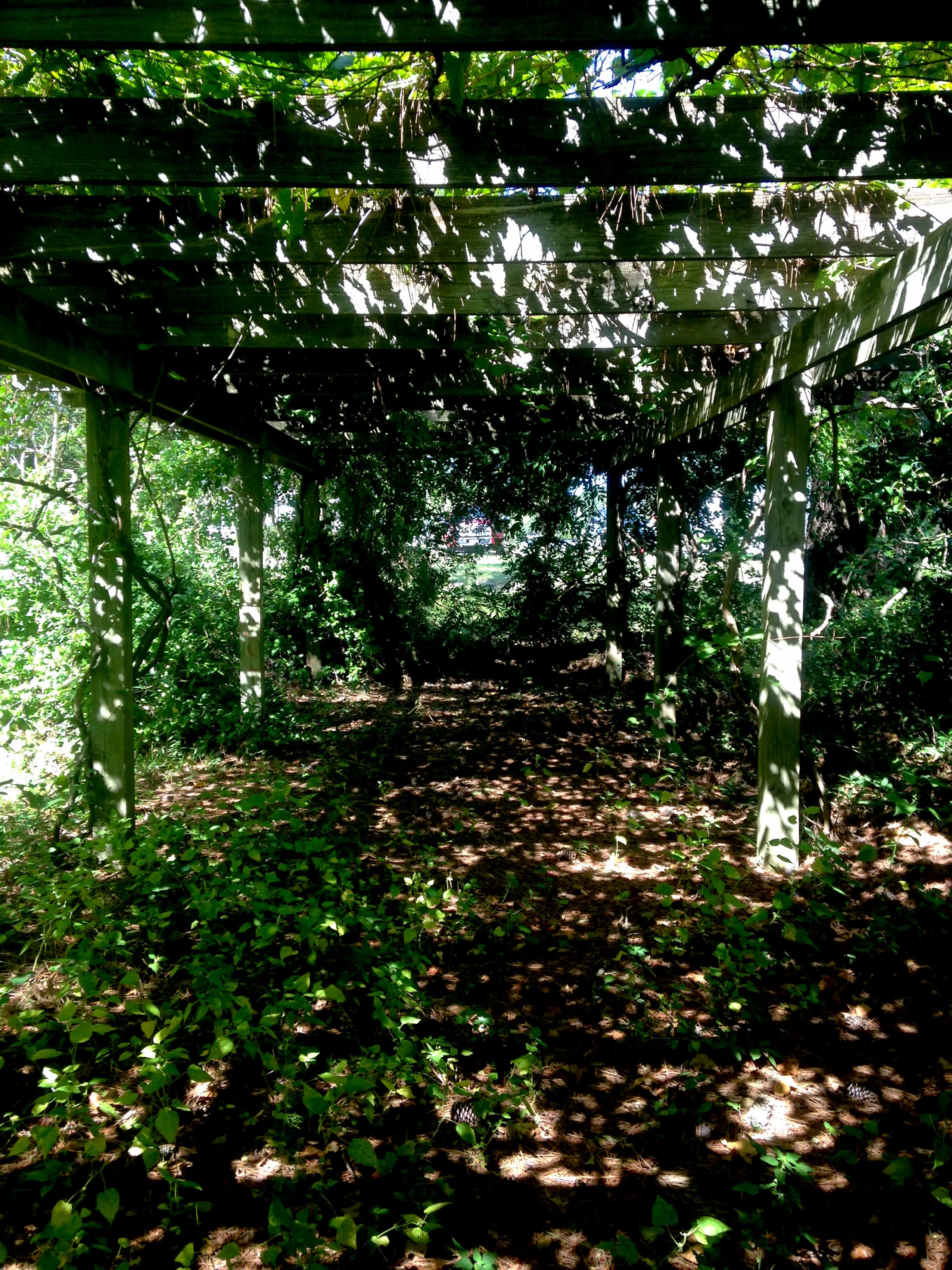 Grape Arbor 